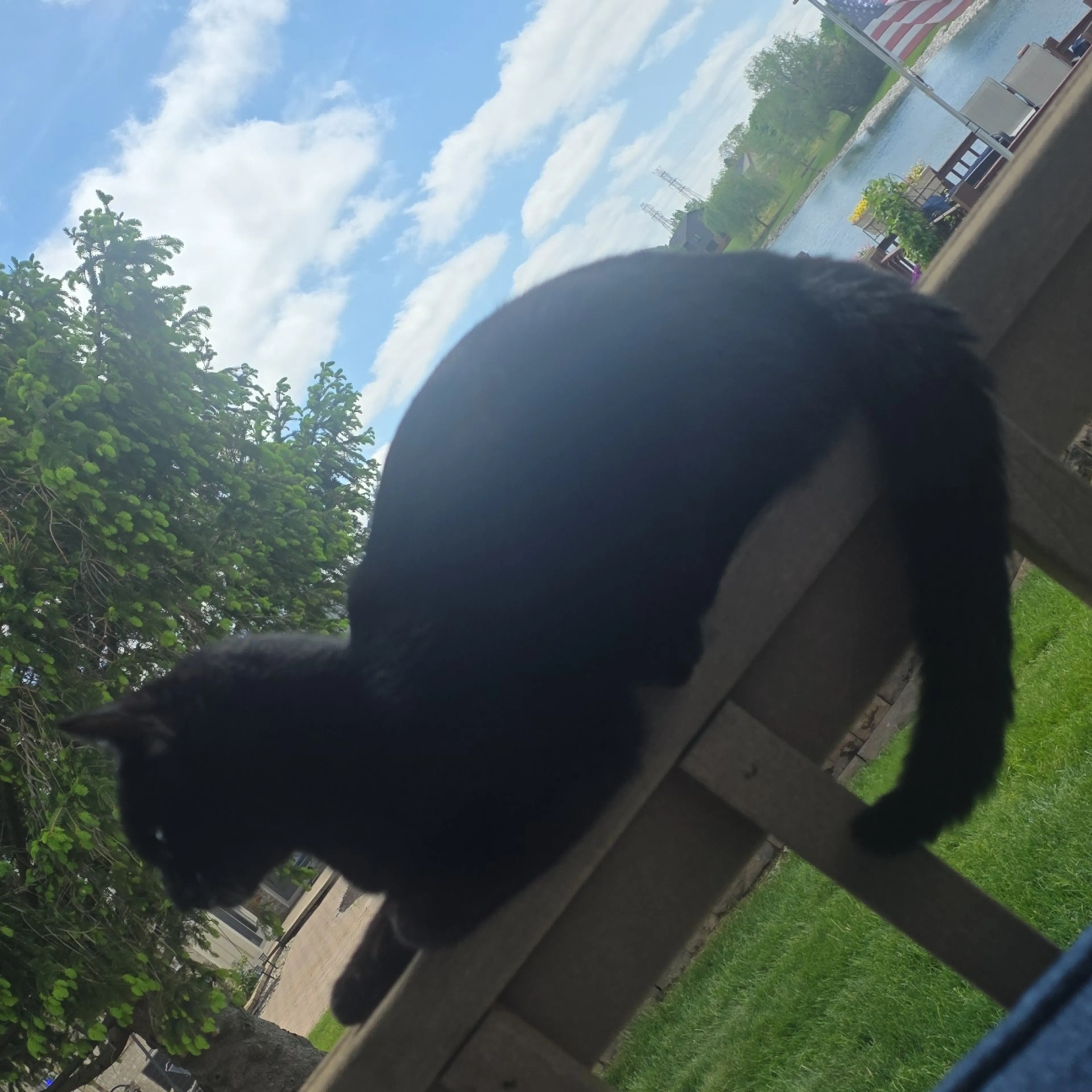 Found pet-2
