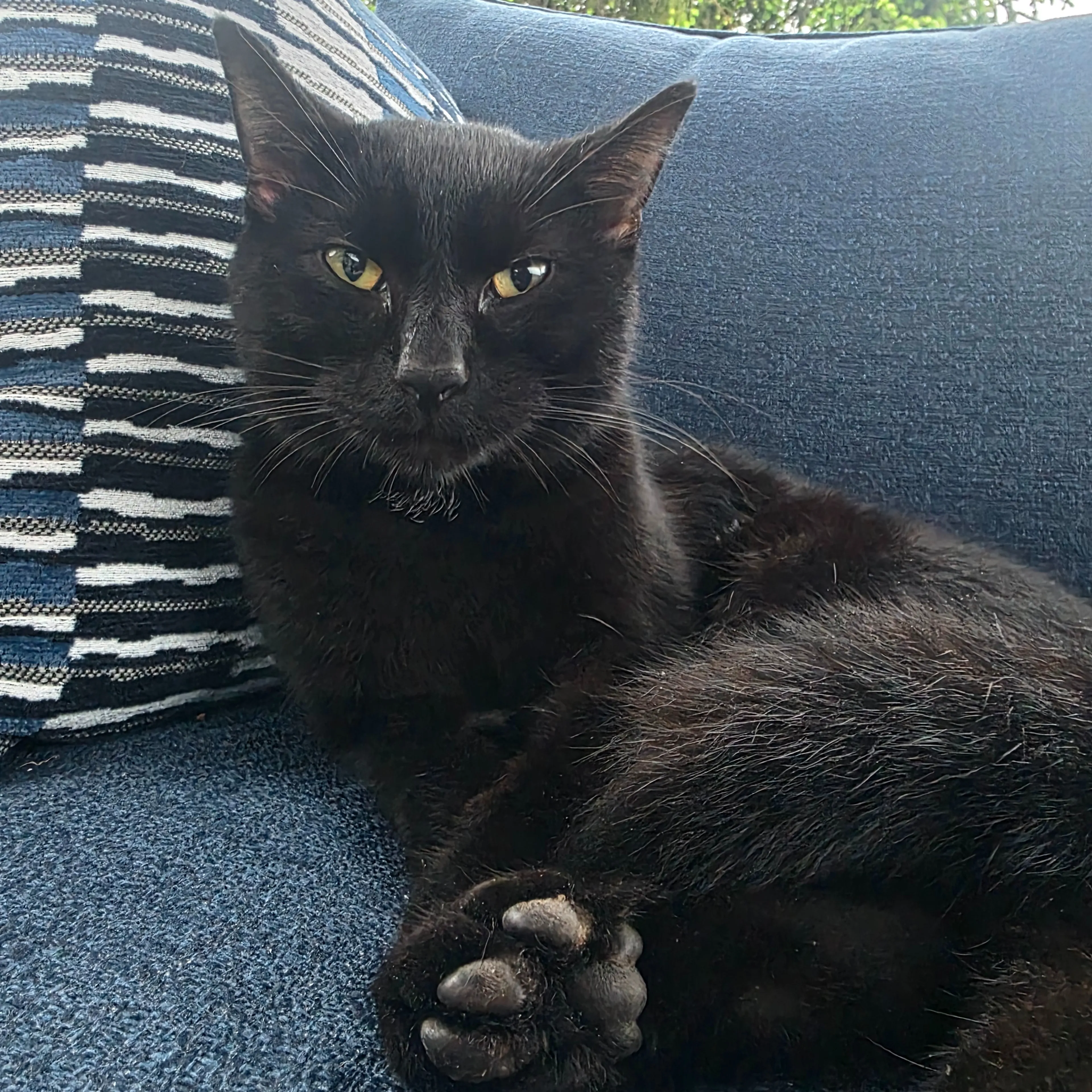 Found pet-1