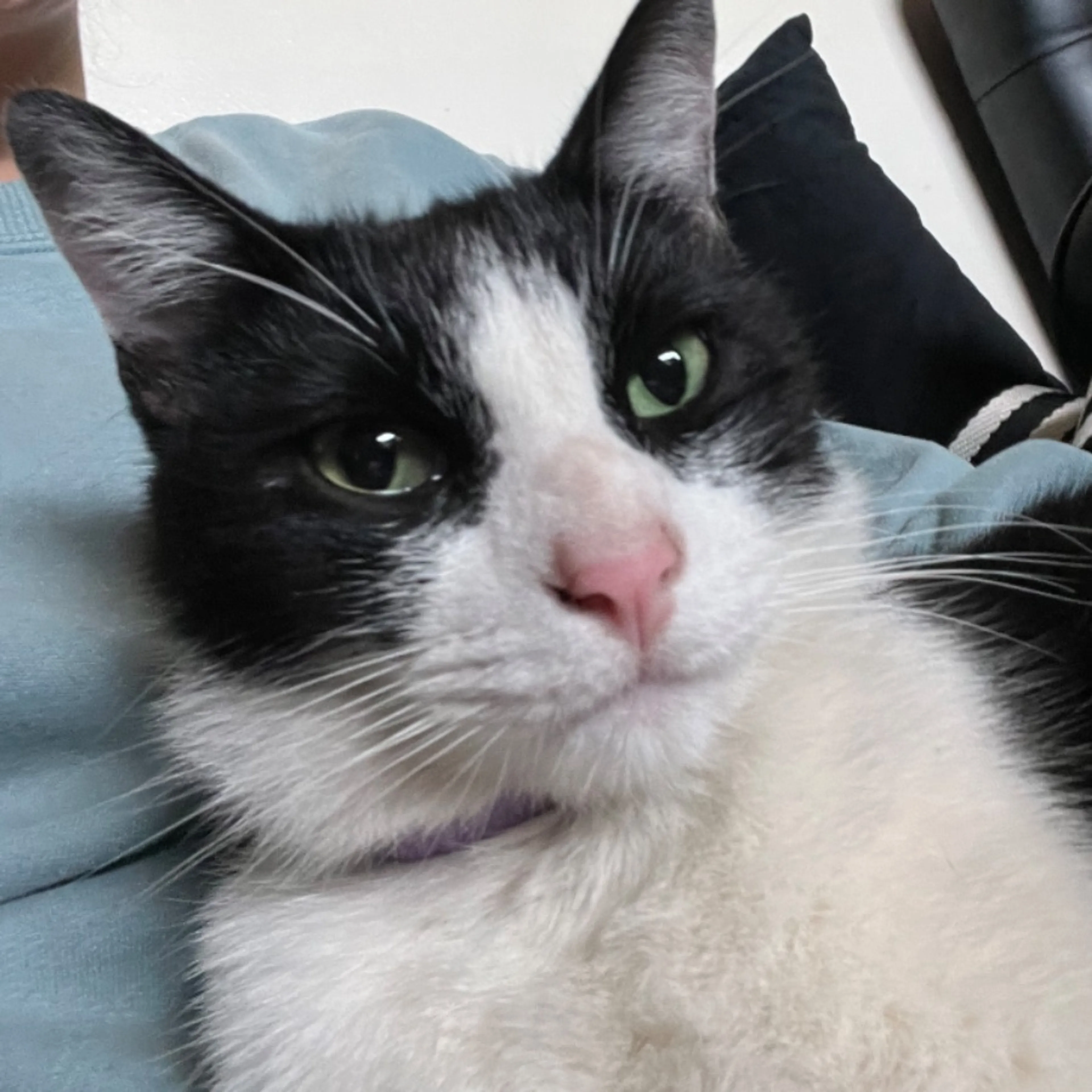 Lost pet