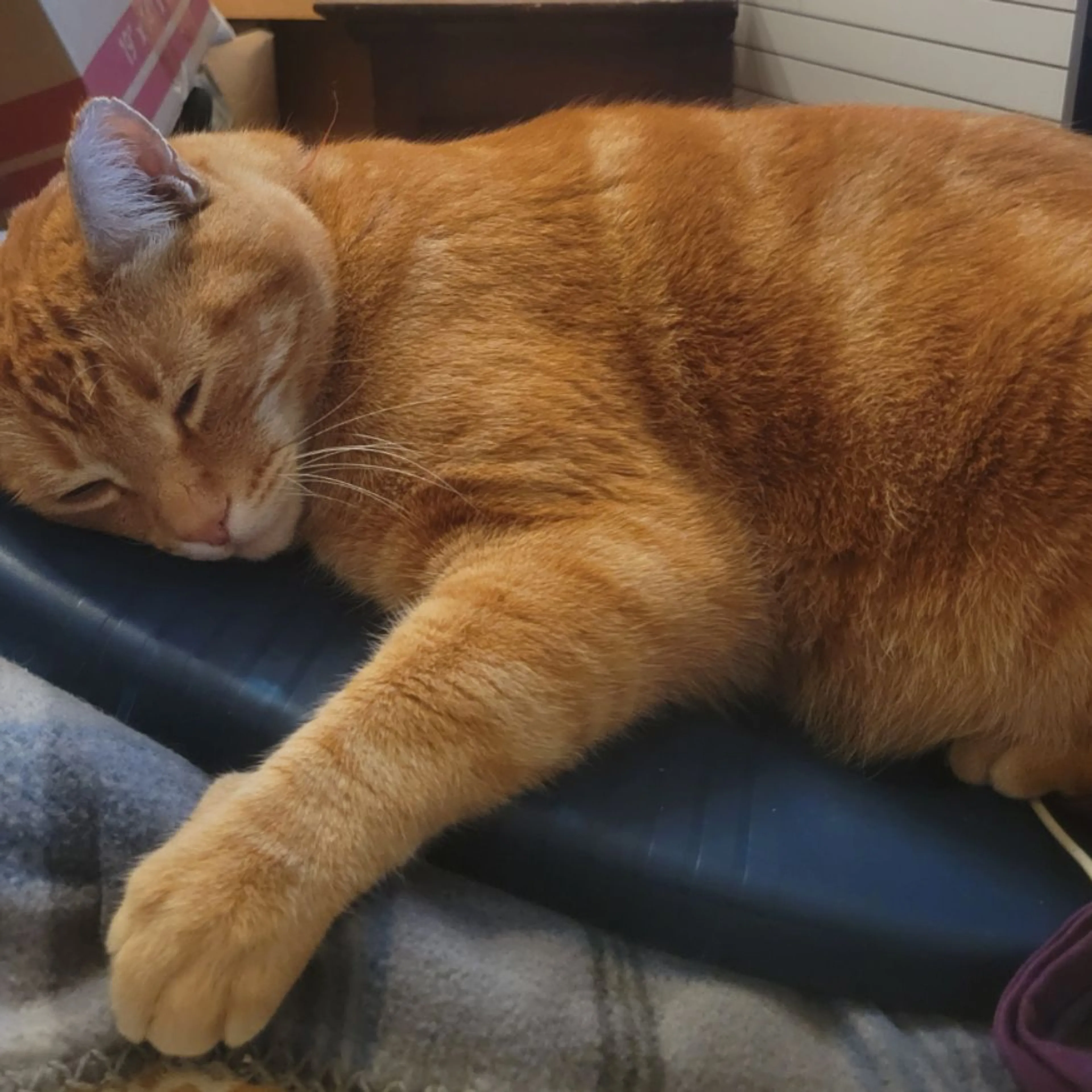 Lost pet