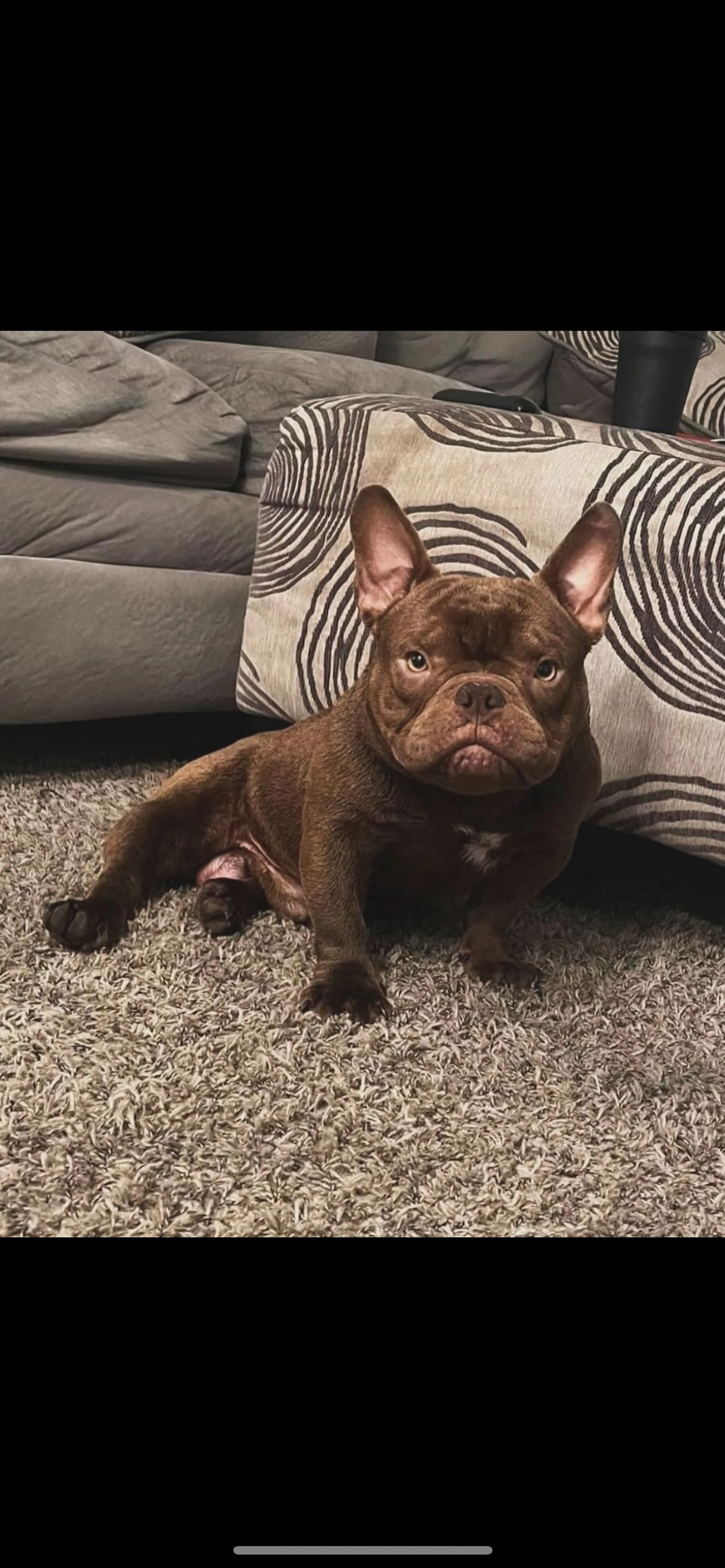 Lost pet-0