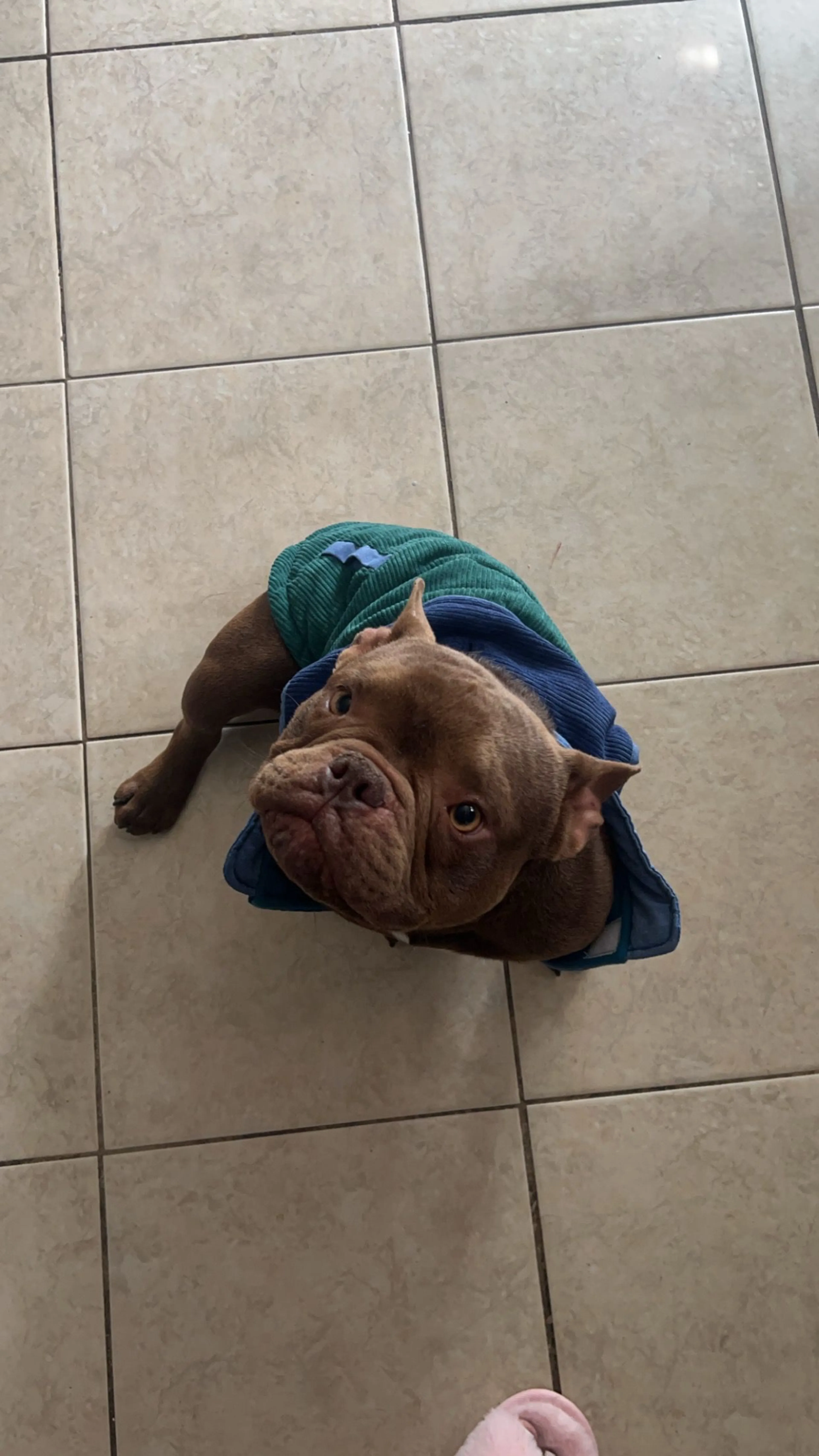 Lost pet-2