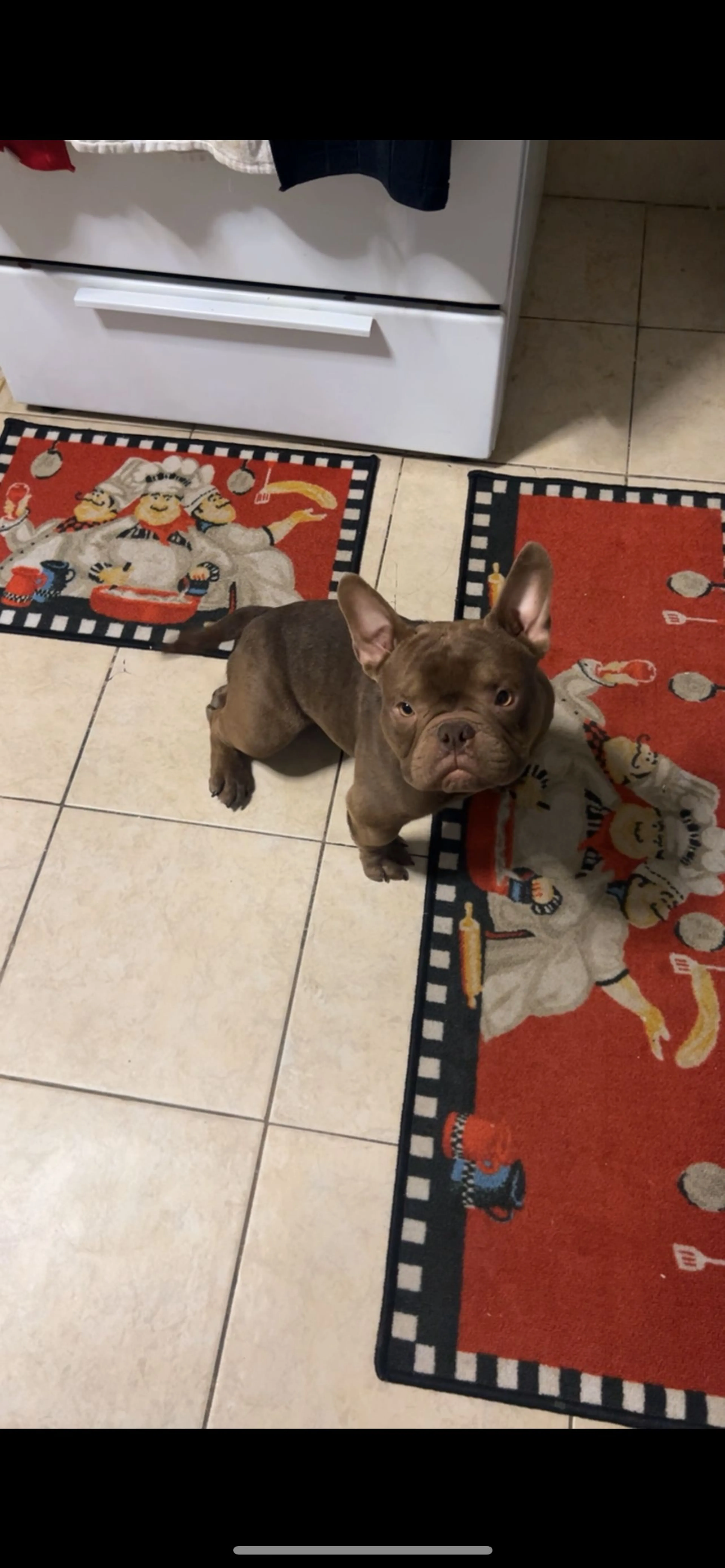 Lost pet-1