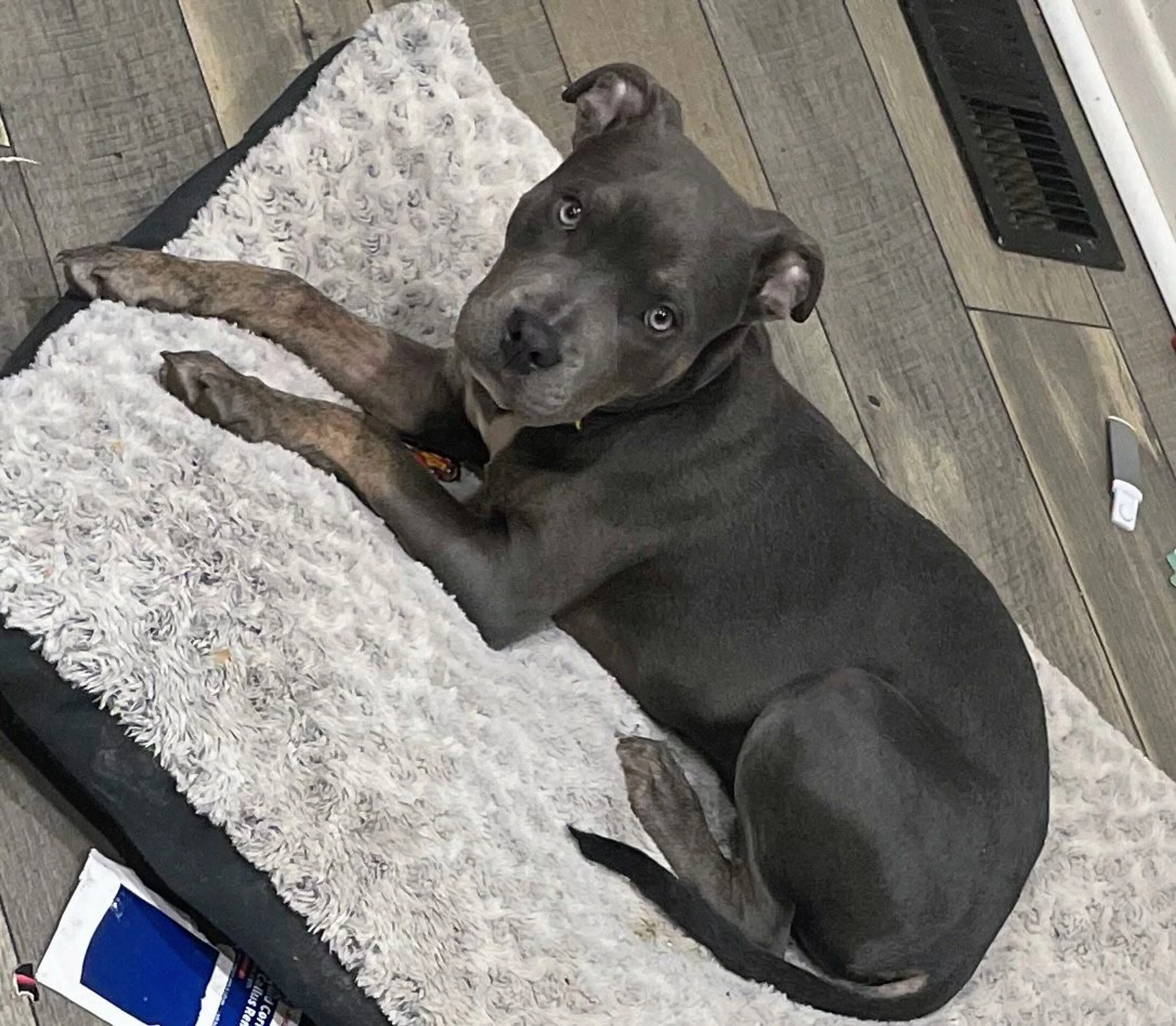 Lost pet-0