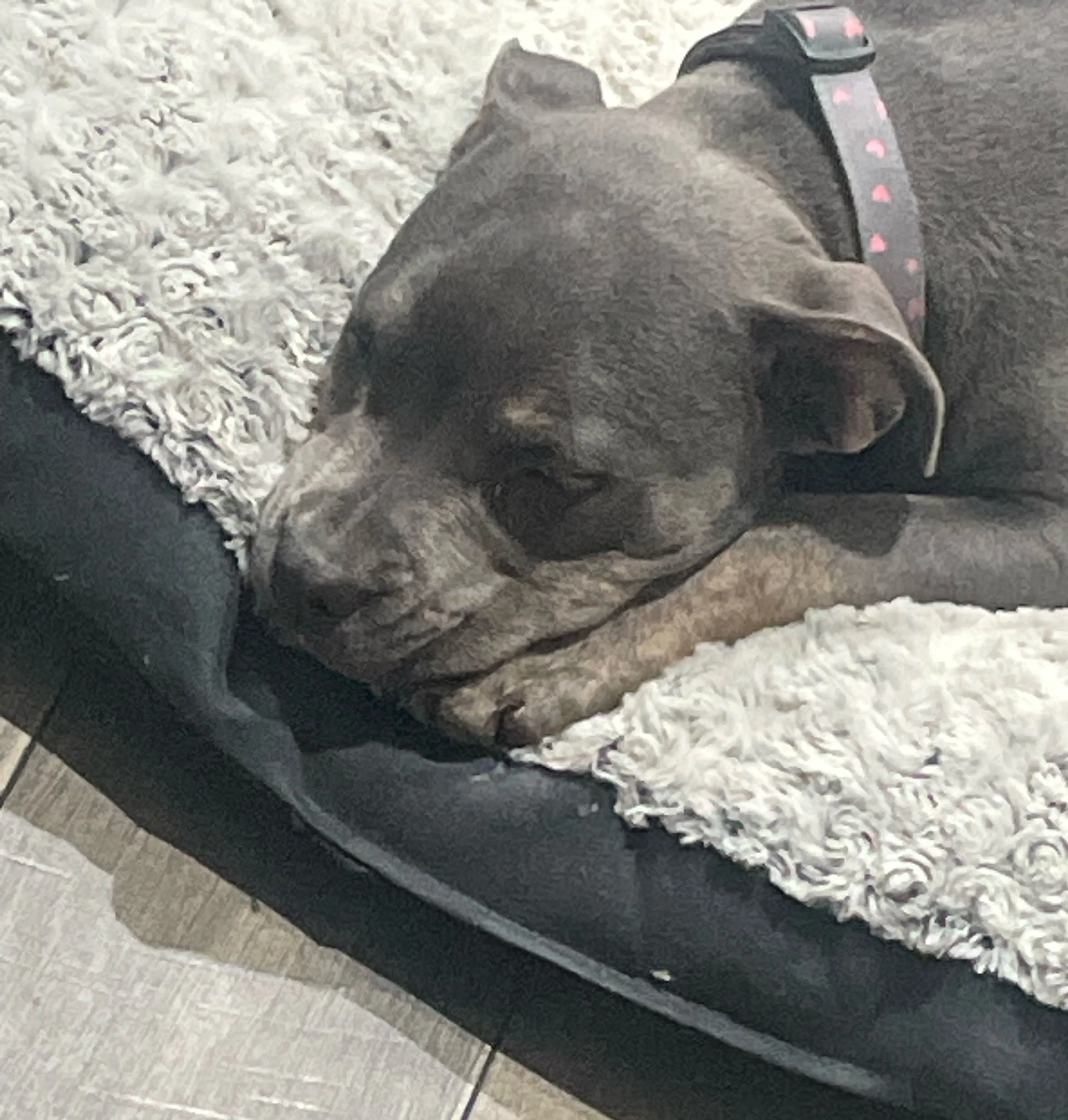 Lost pet-1