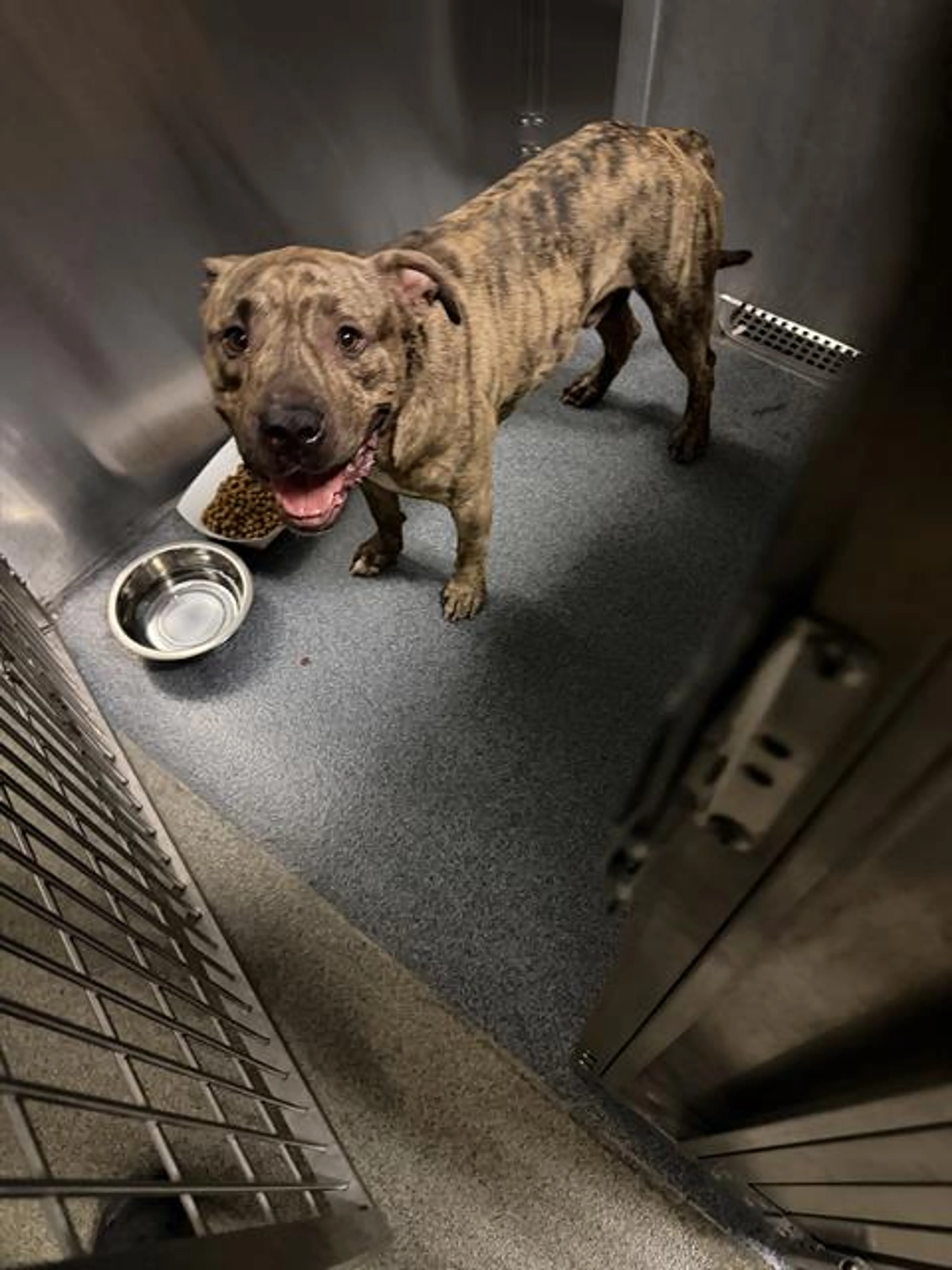 Found pet