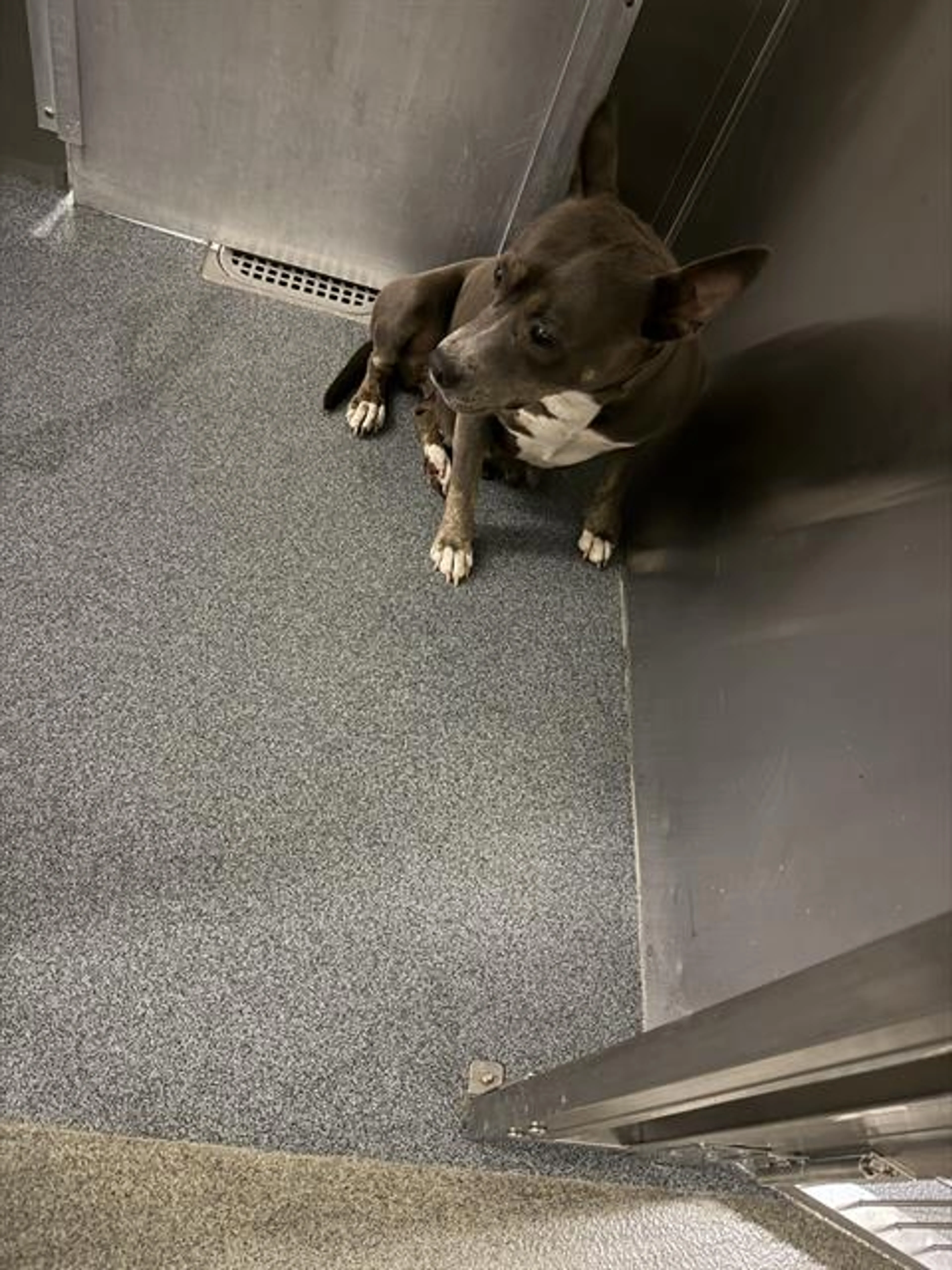 Found pet