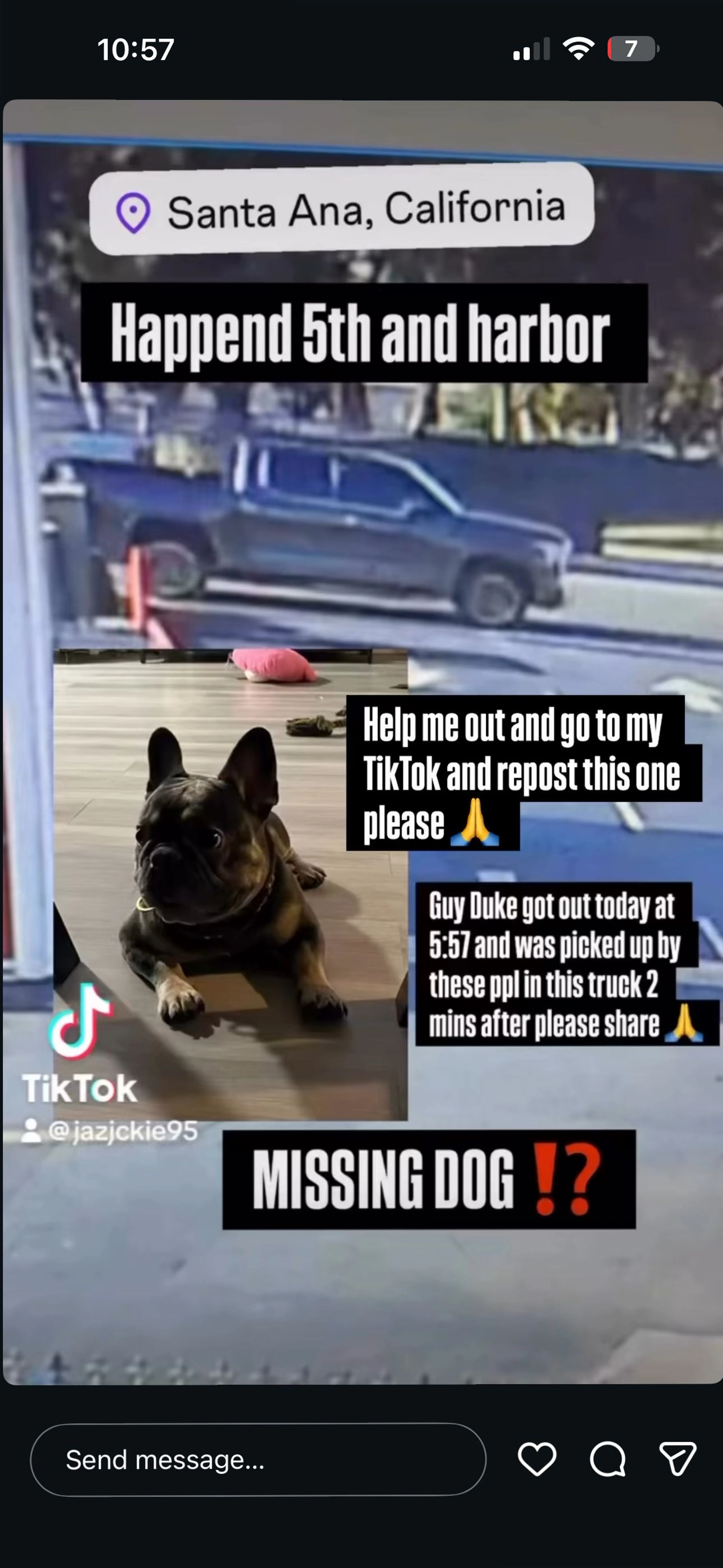 Lost pet