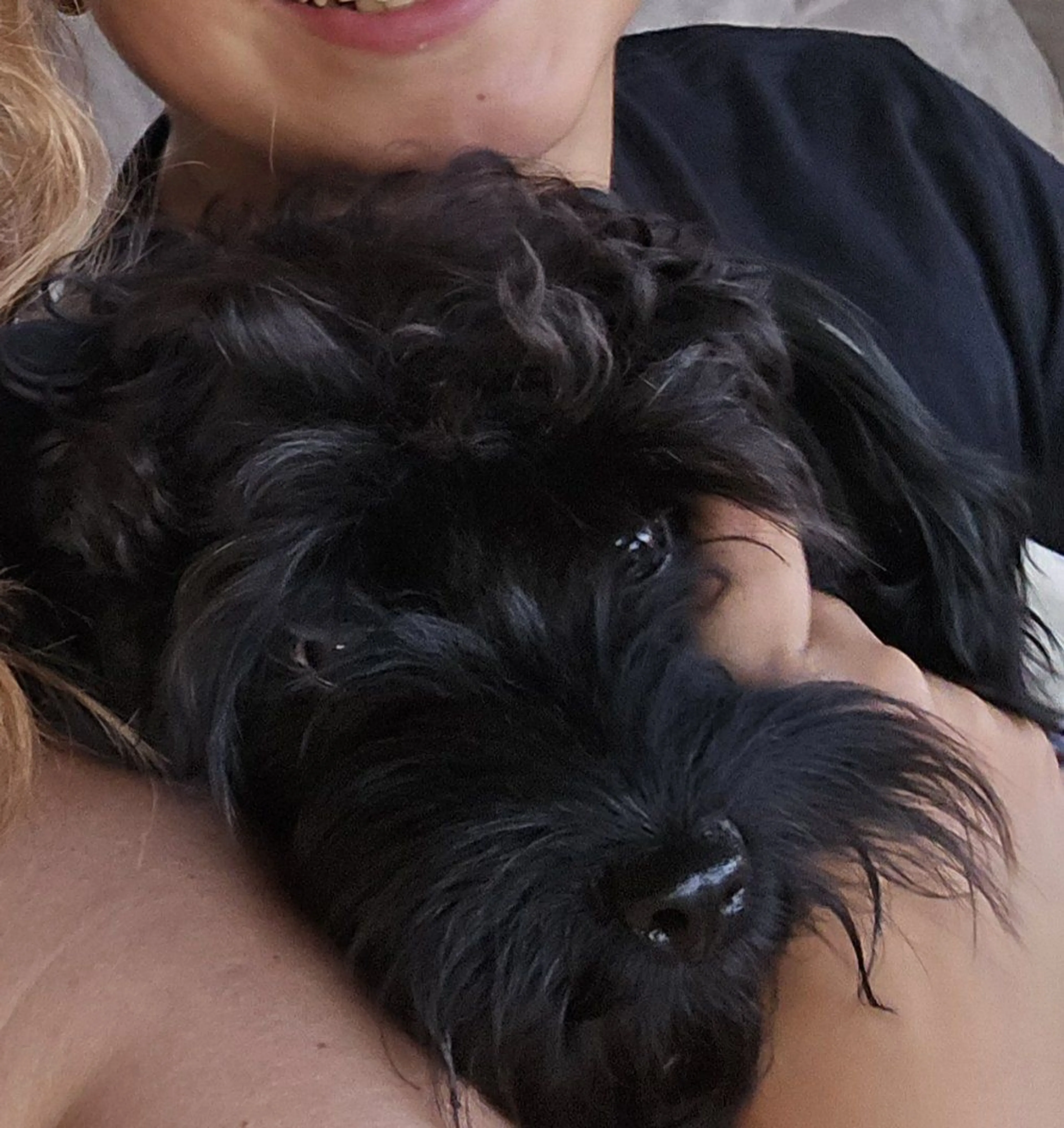 Lost pet-2