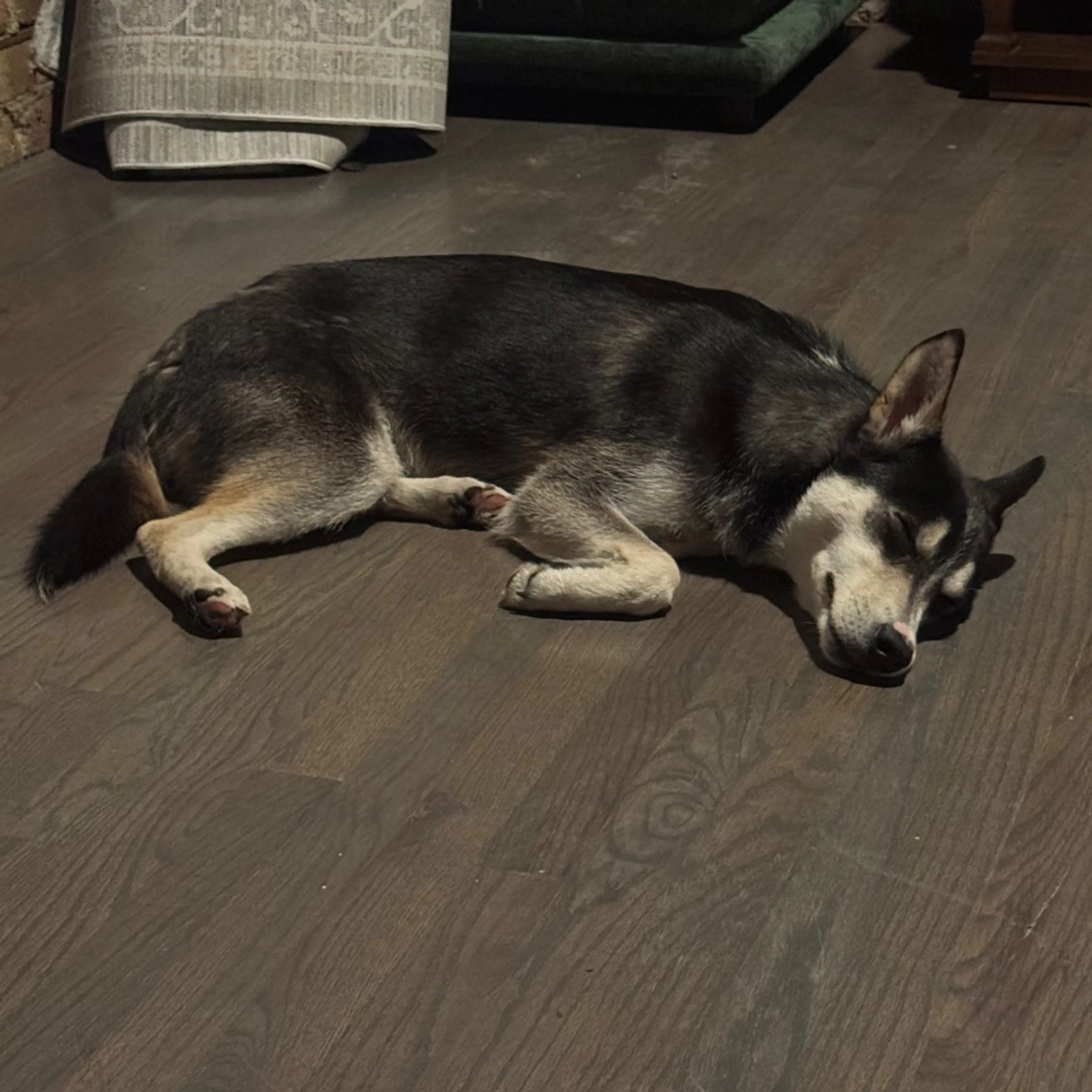 Found pet