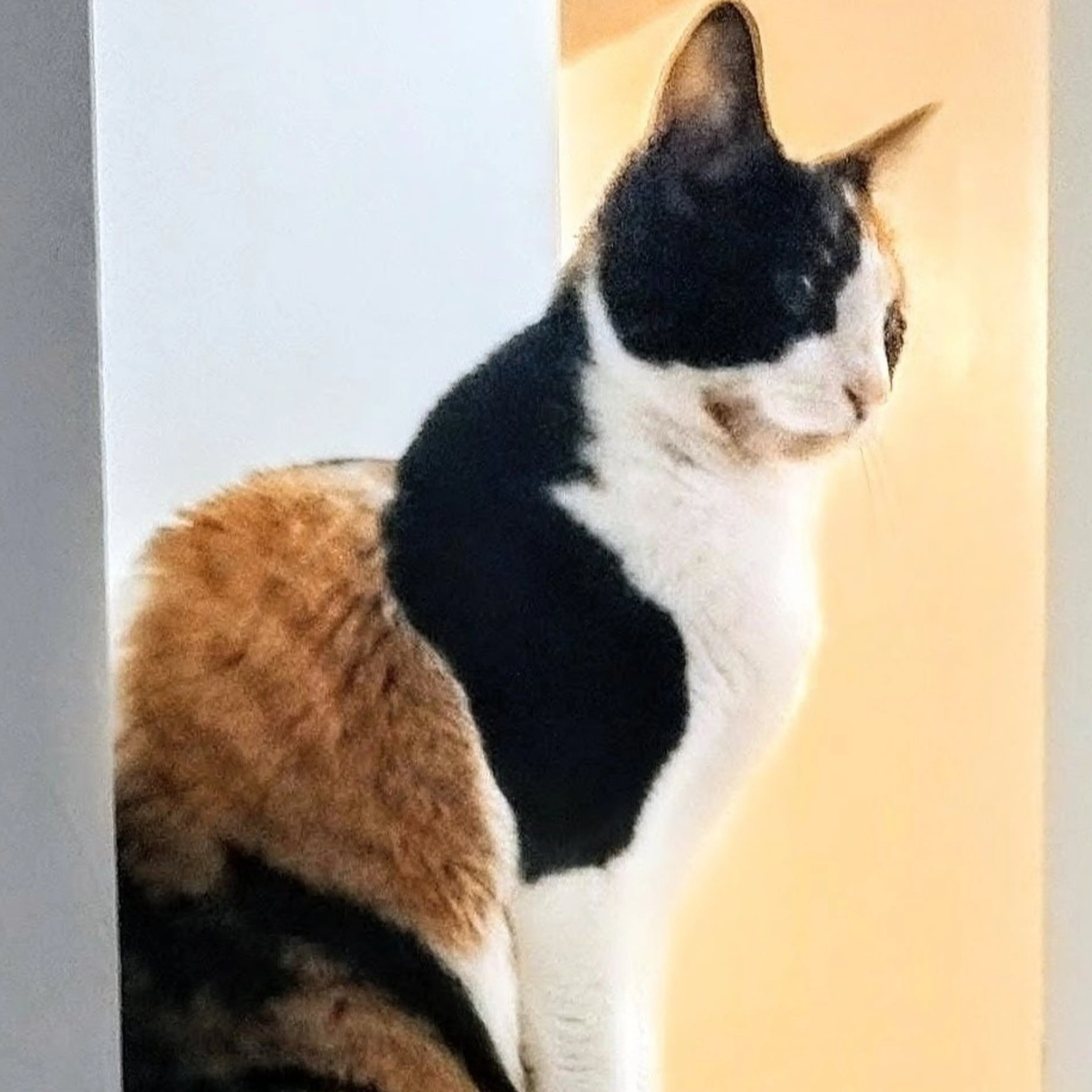 Lost pet