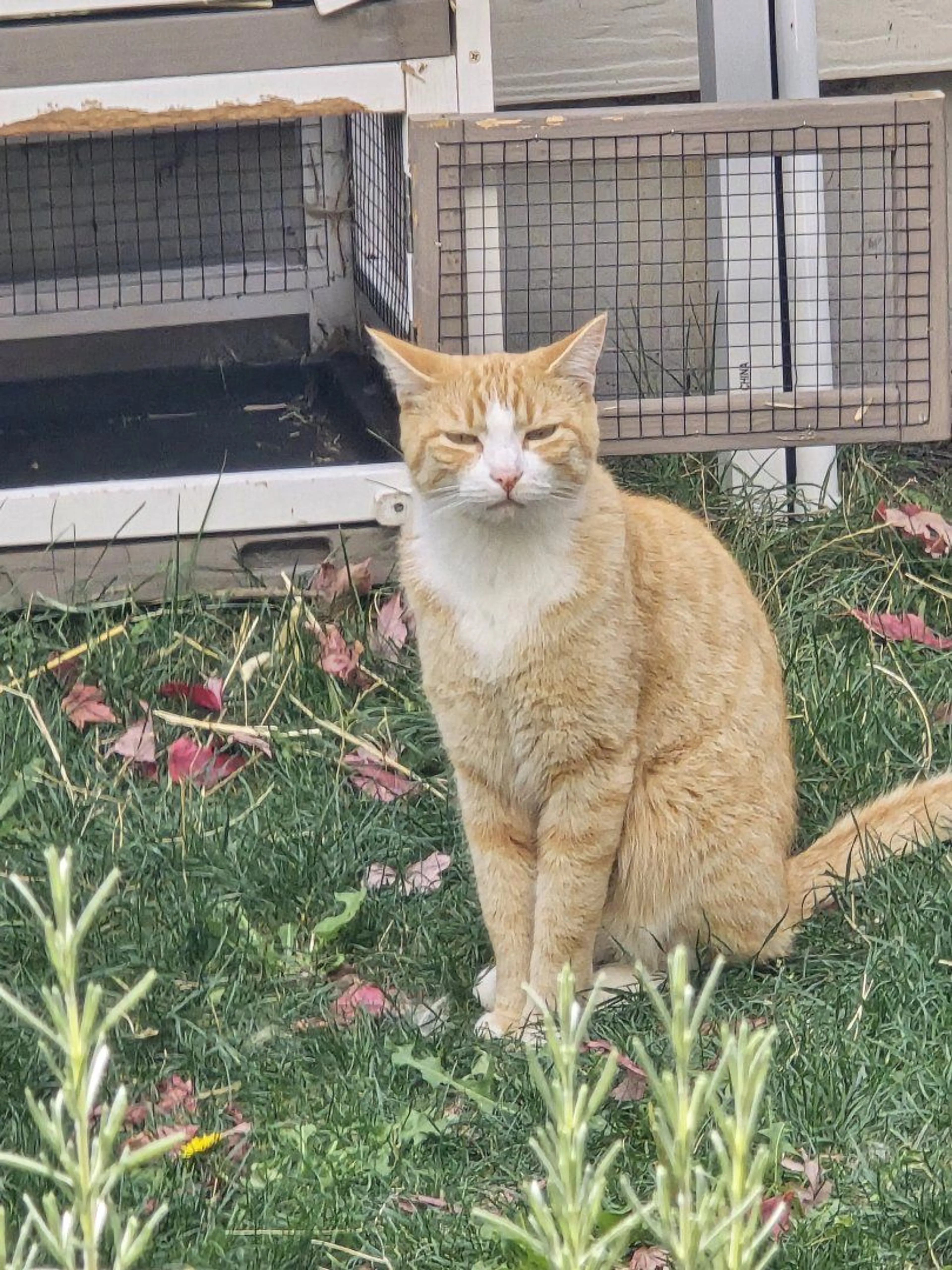 Lost pet-1