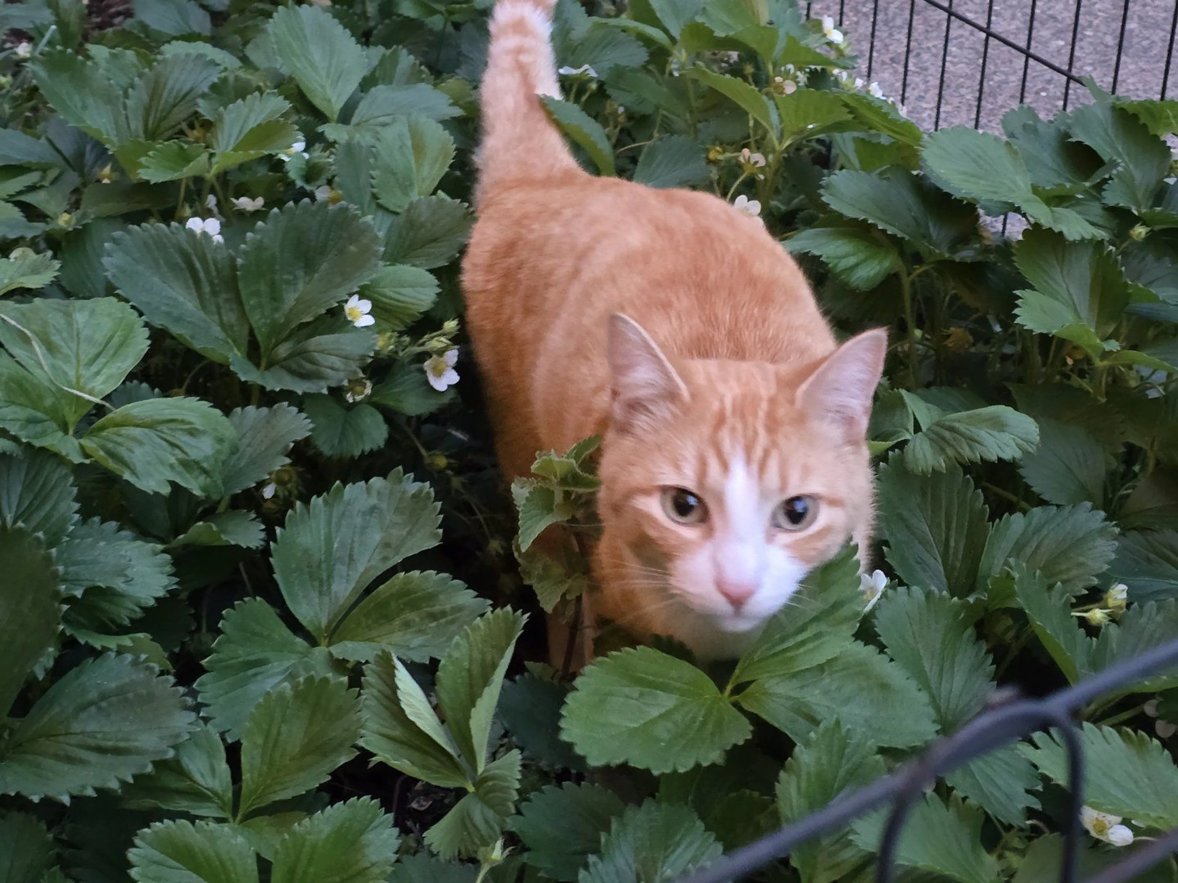 Lost pet-2