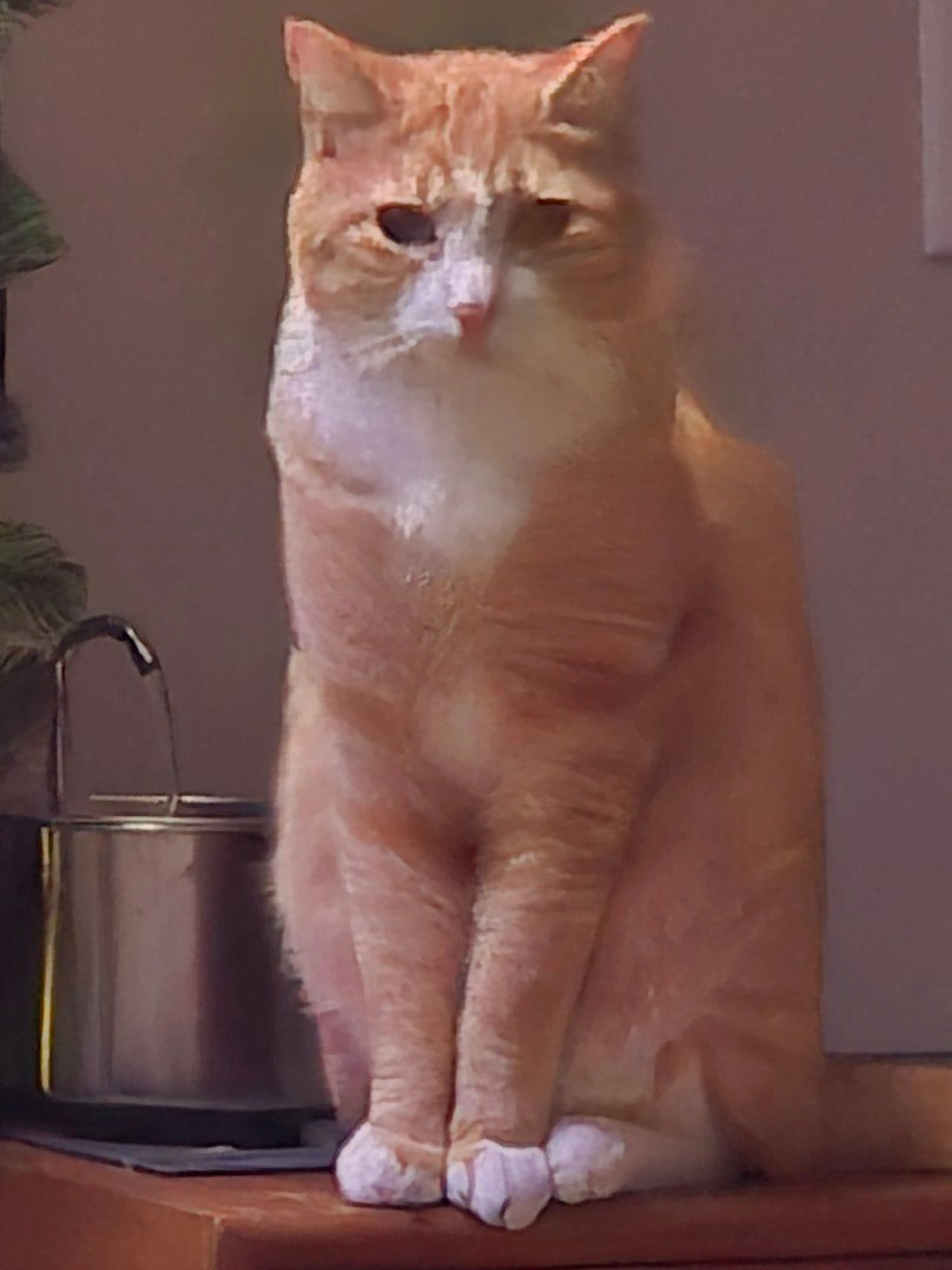 Lost pet-0
