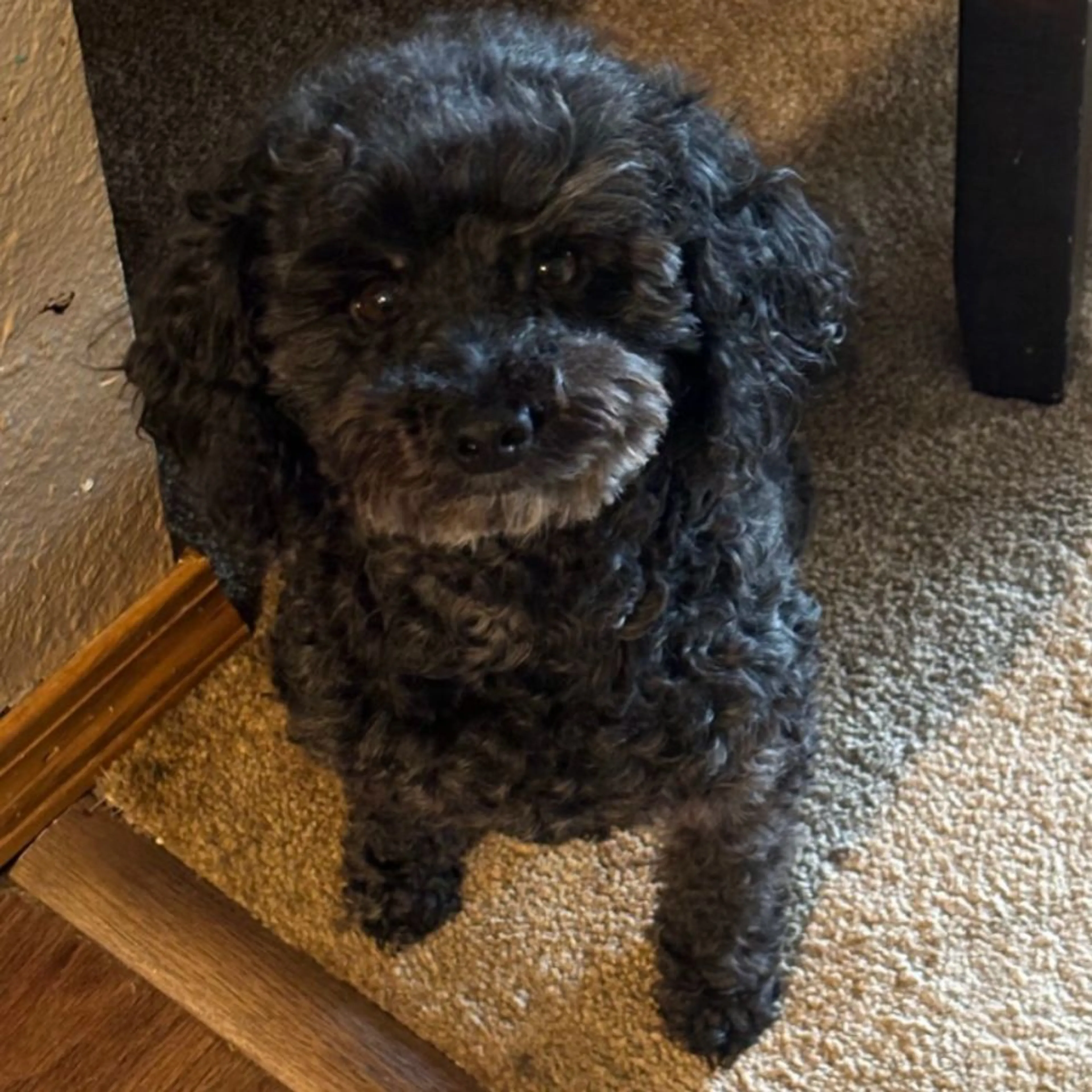 Lost pet