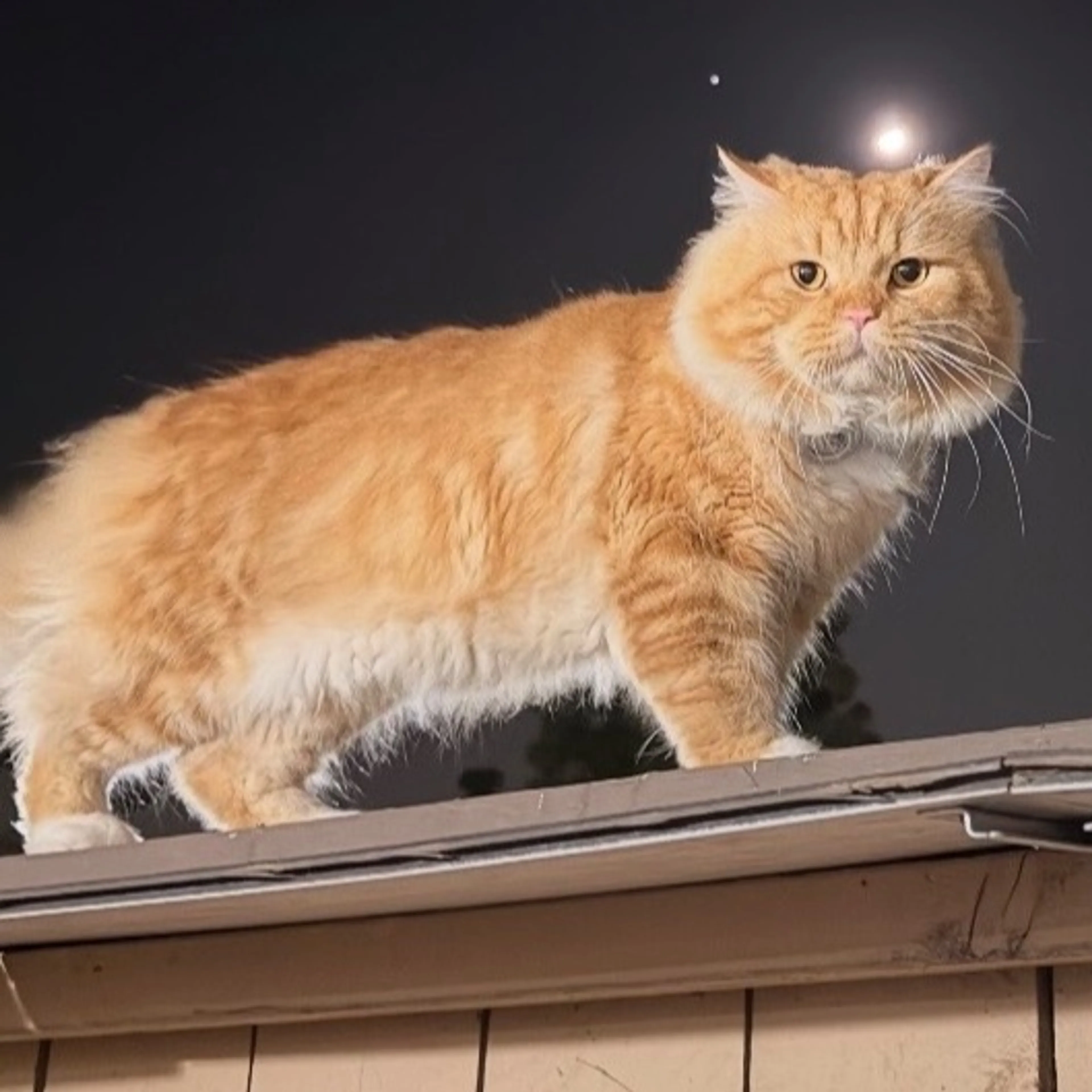 Lost pet