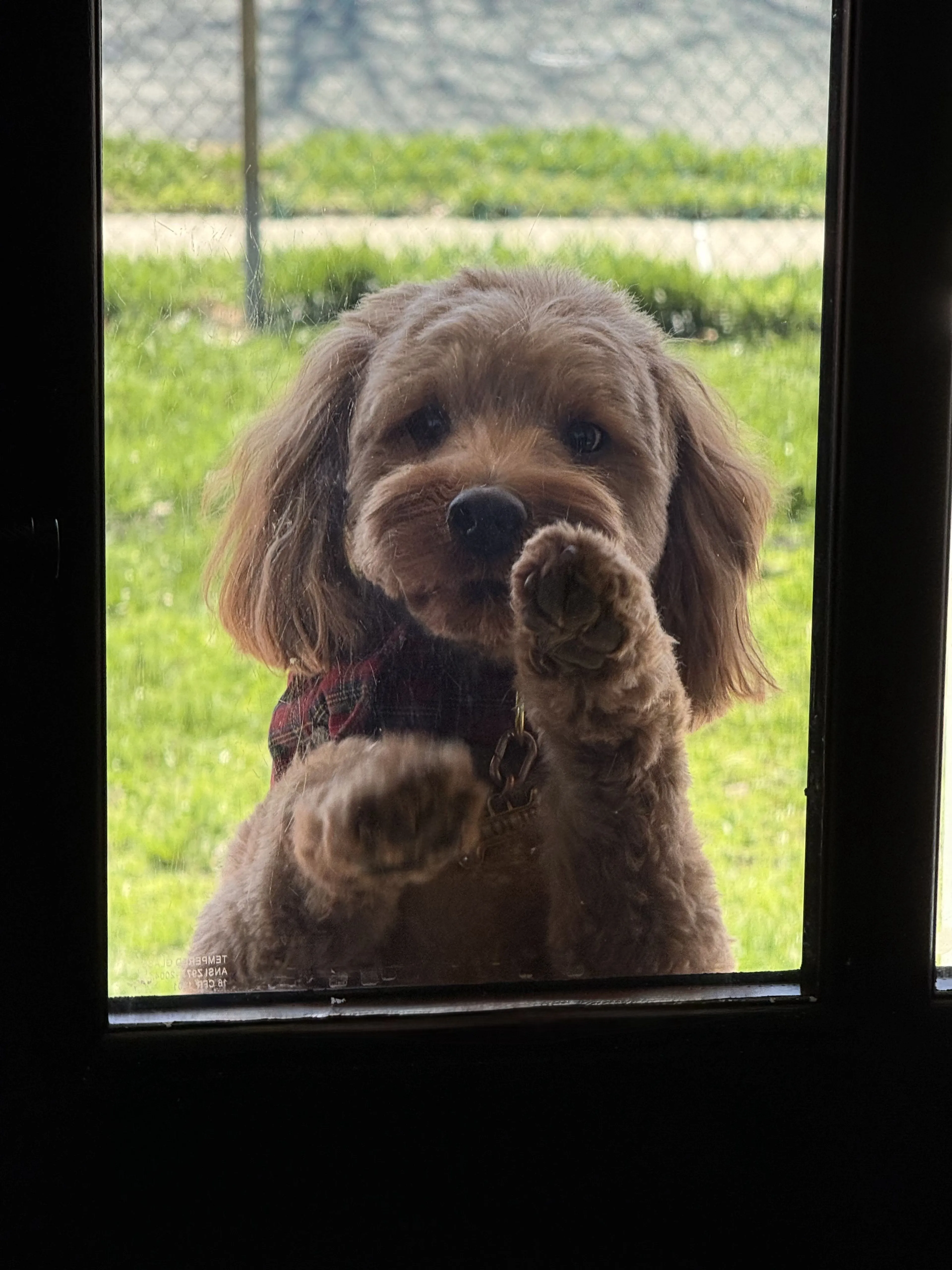 Lost pet