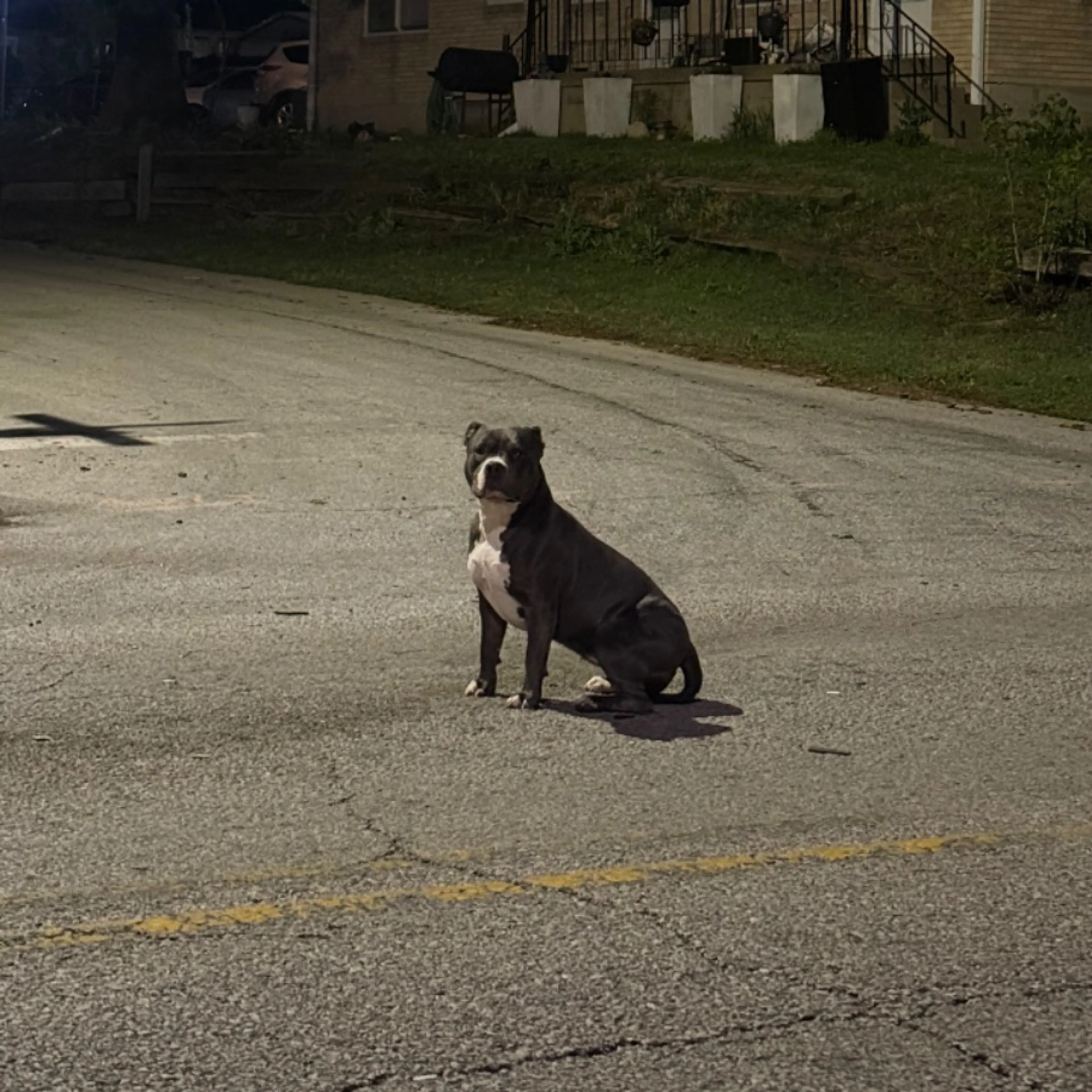 Found pet