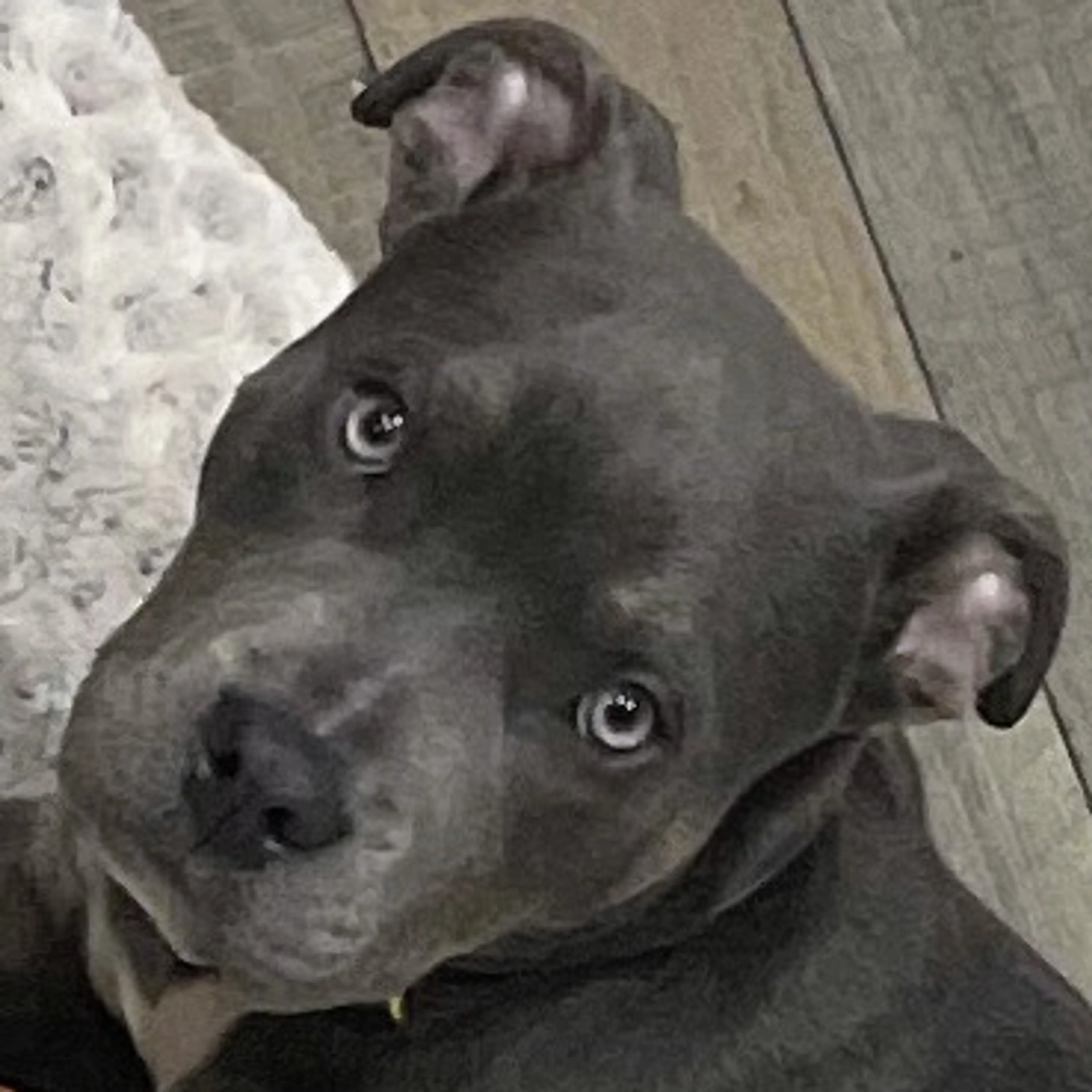 Lost pet-2