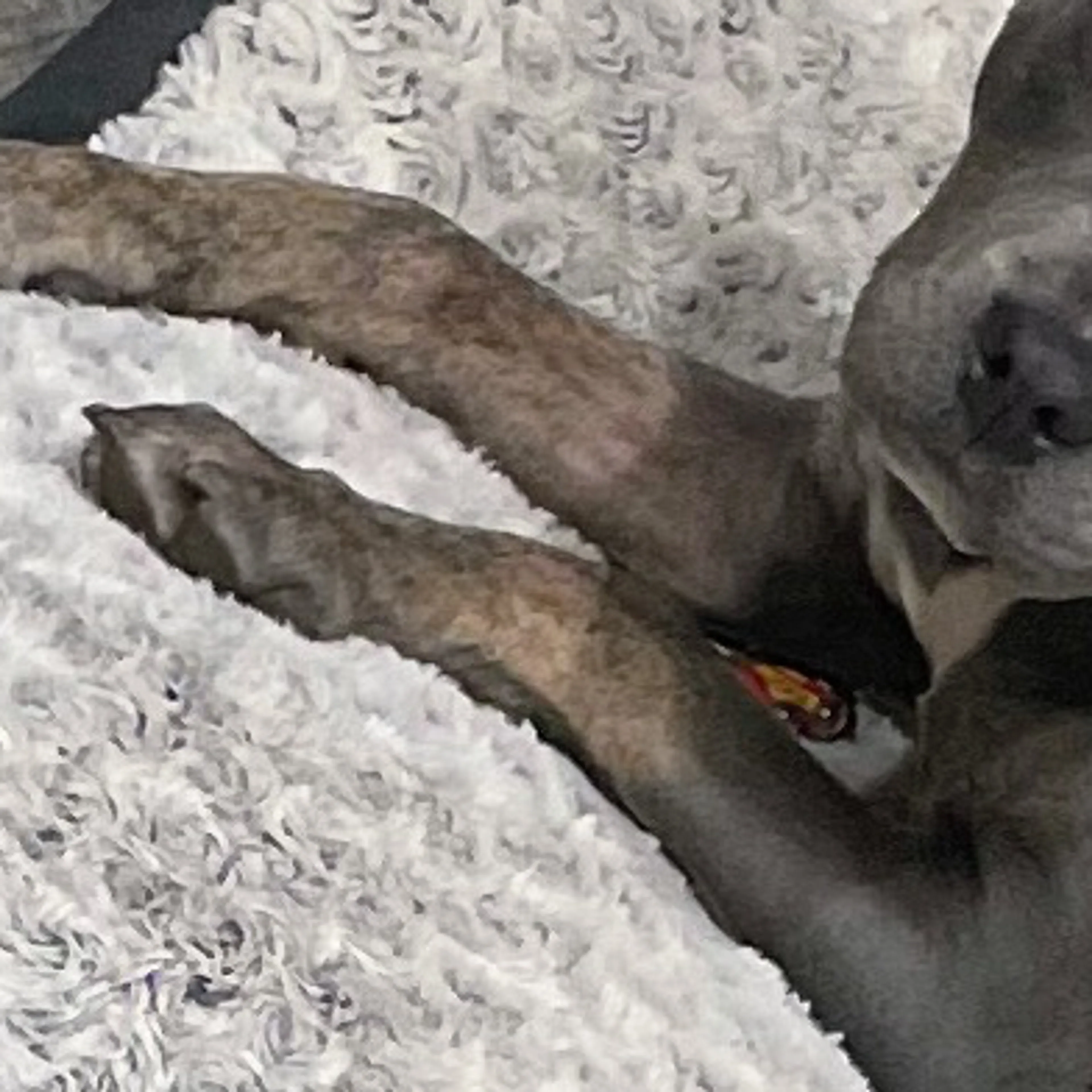 Lost pet-3