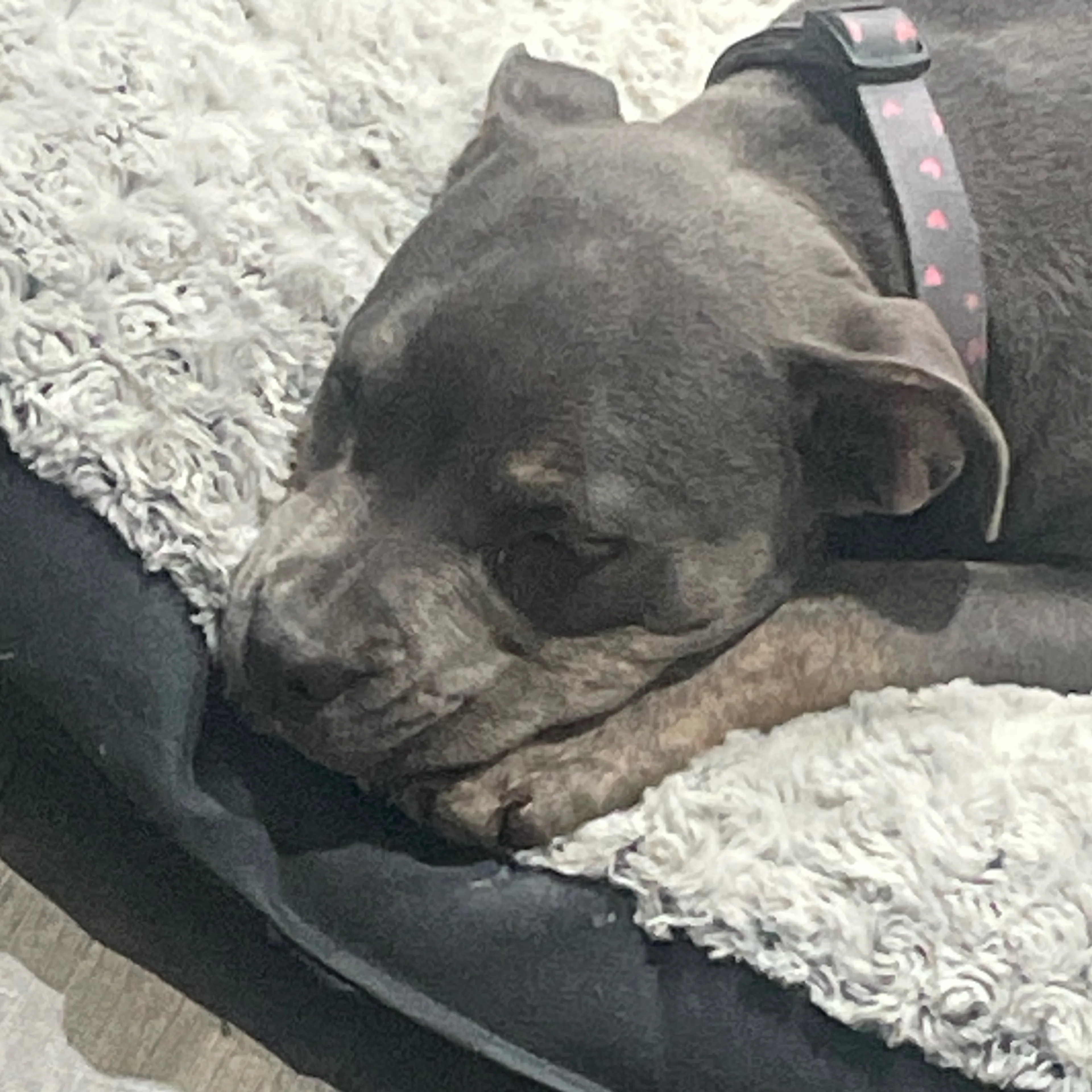 Lost pet-0