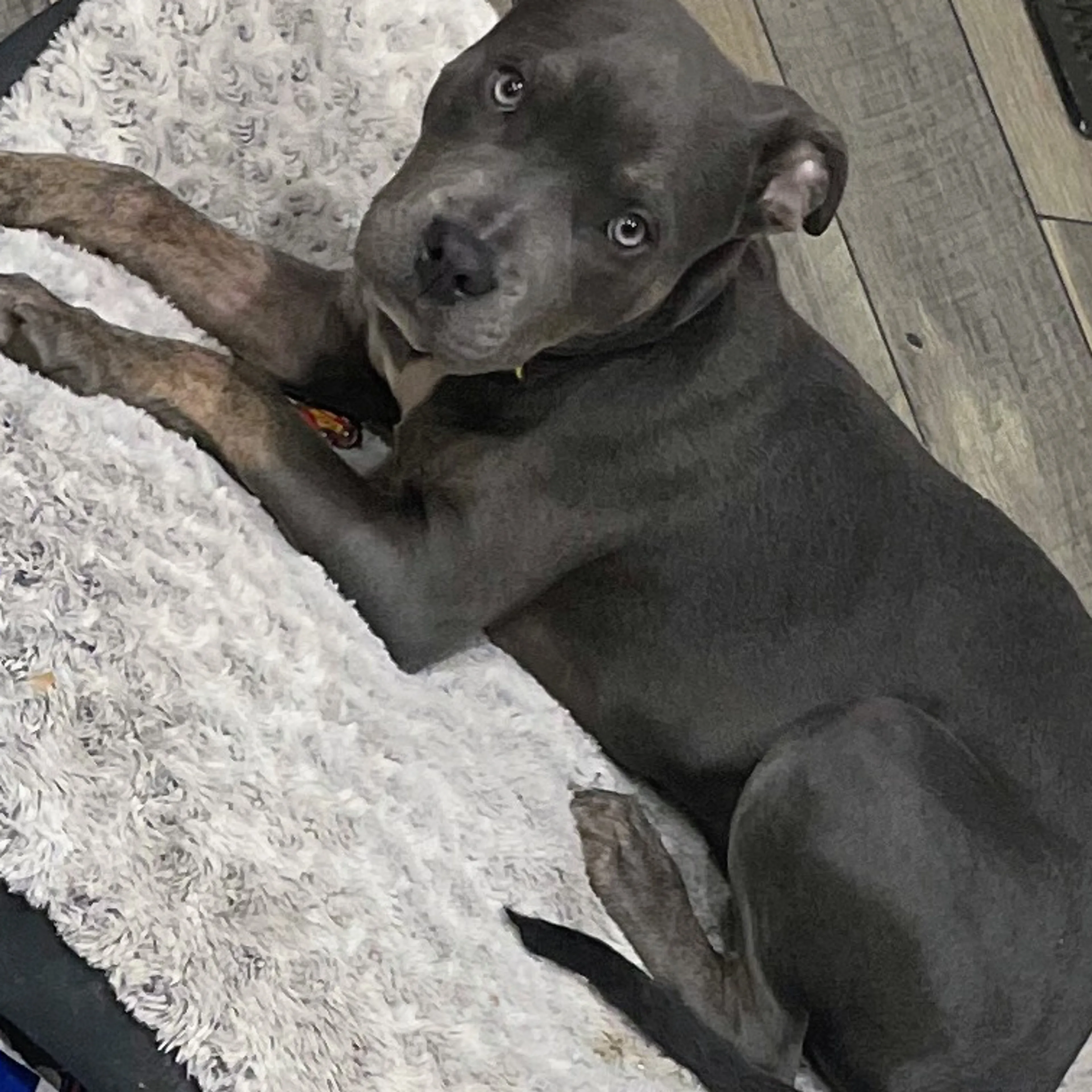 Lost pet-1