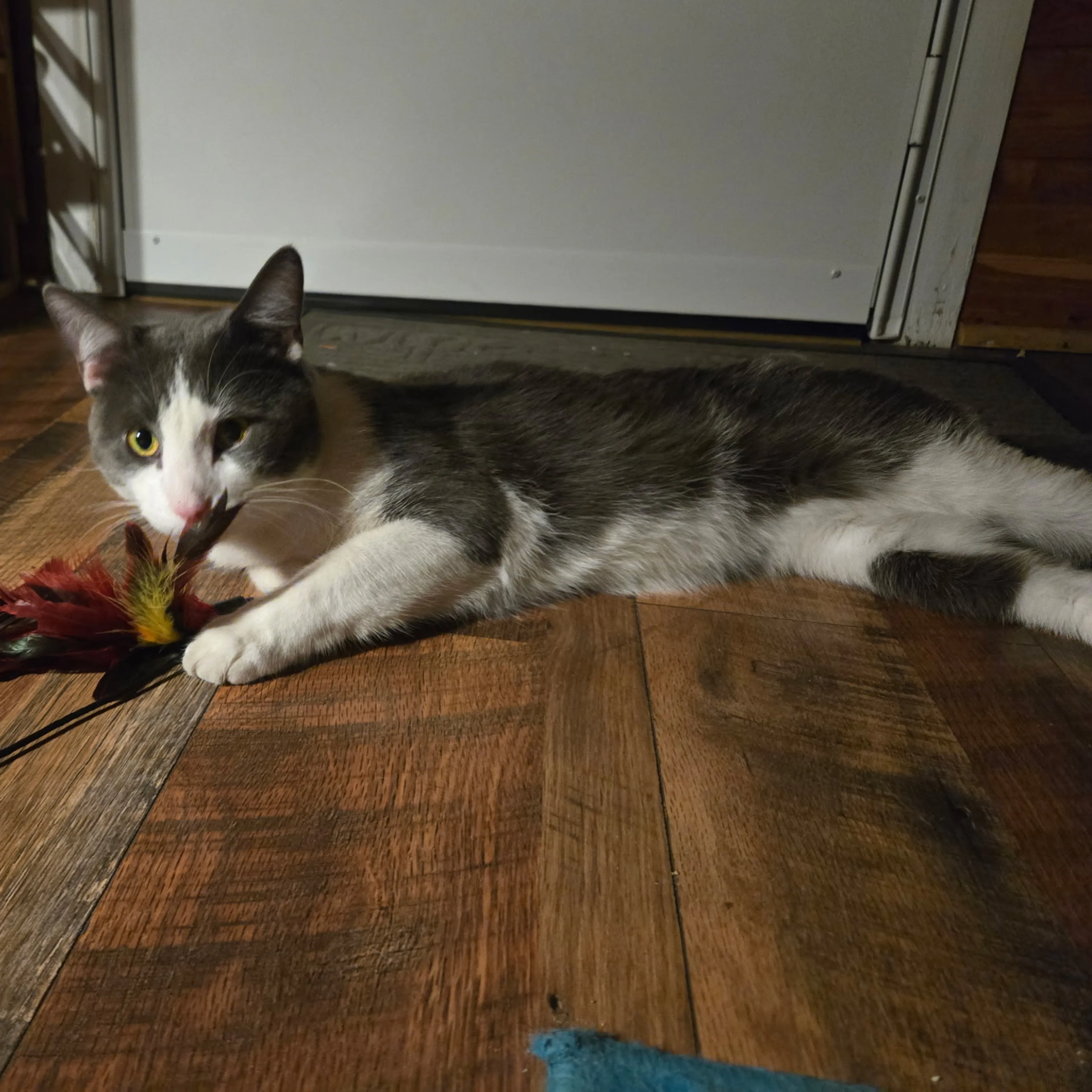 Found pet-1