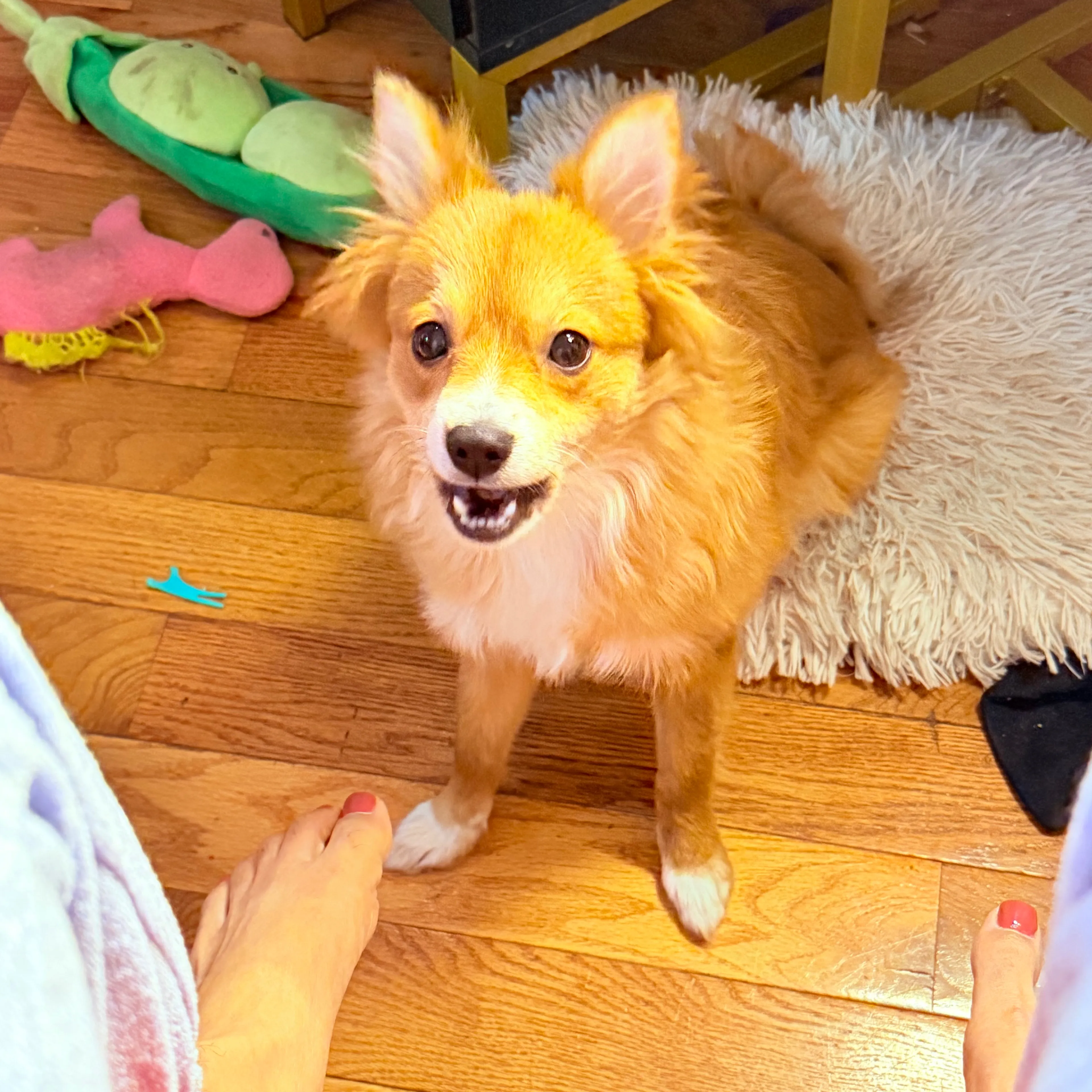 Lost pet-1