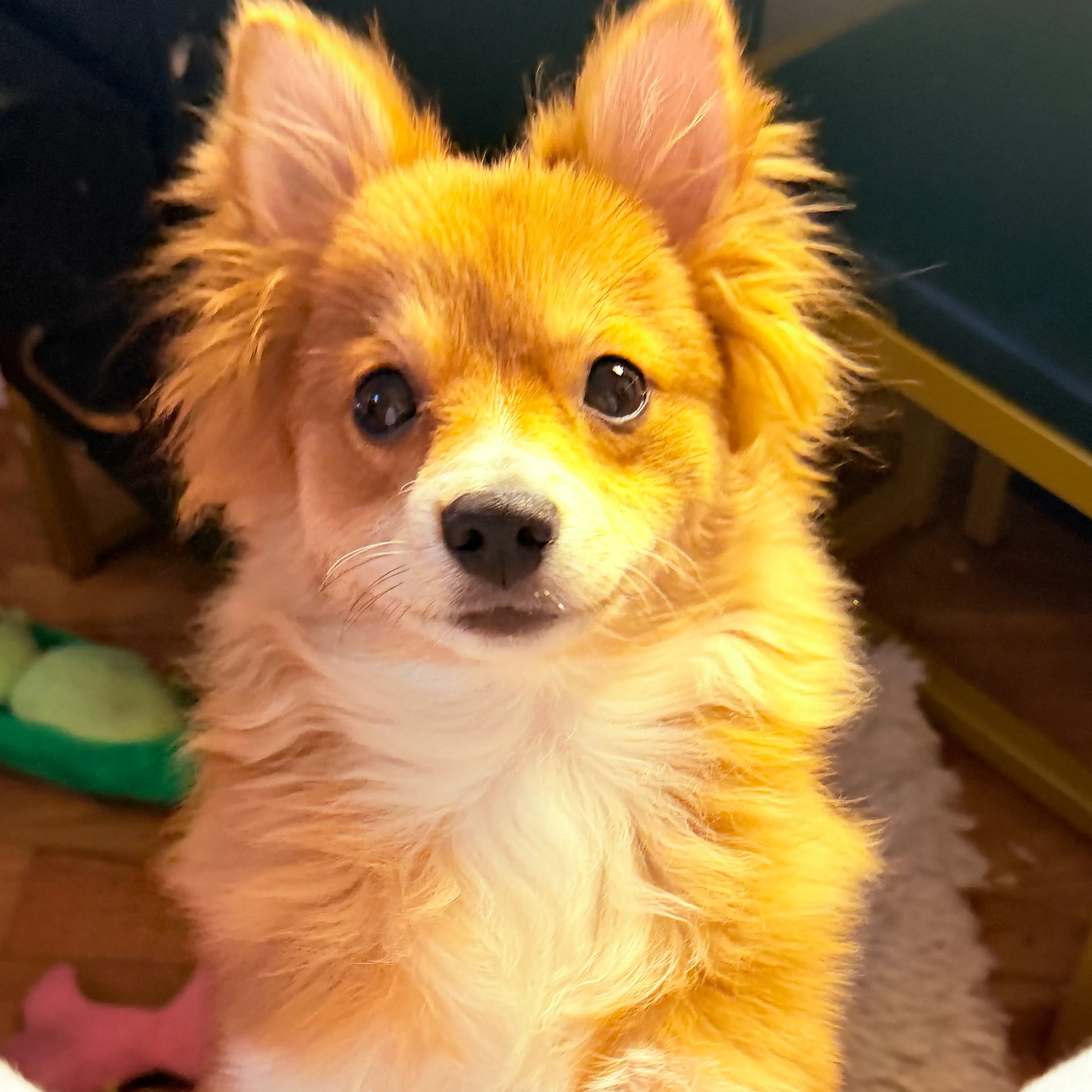 Lost pet-3