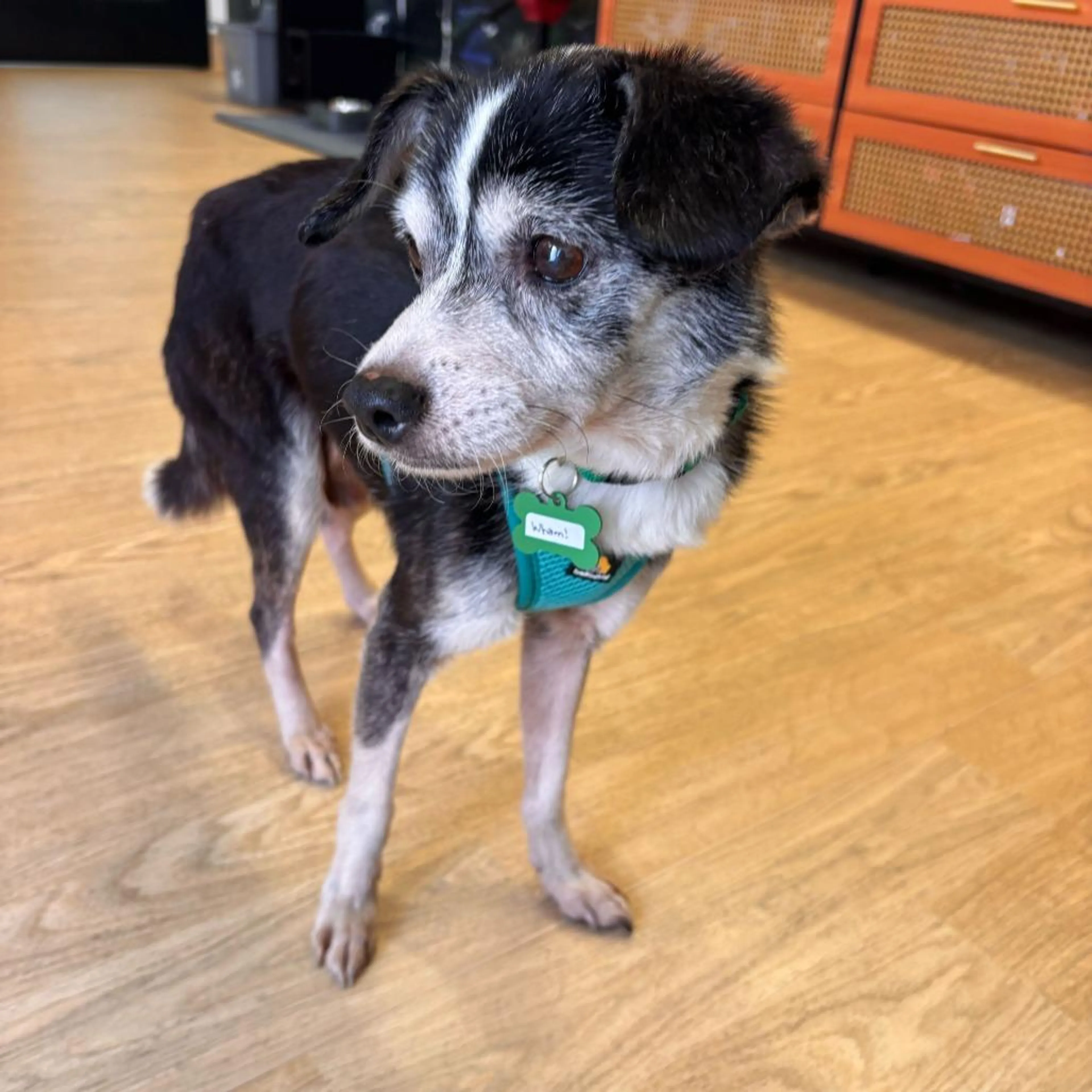 Found pet-4