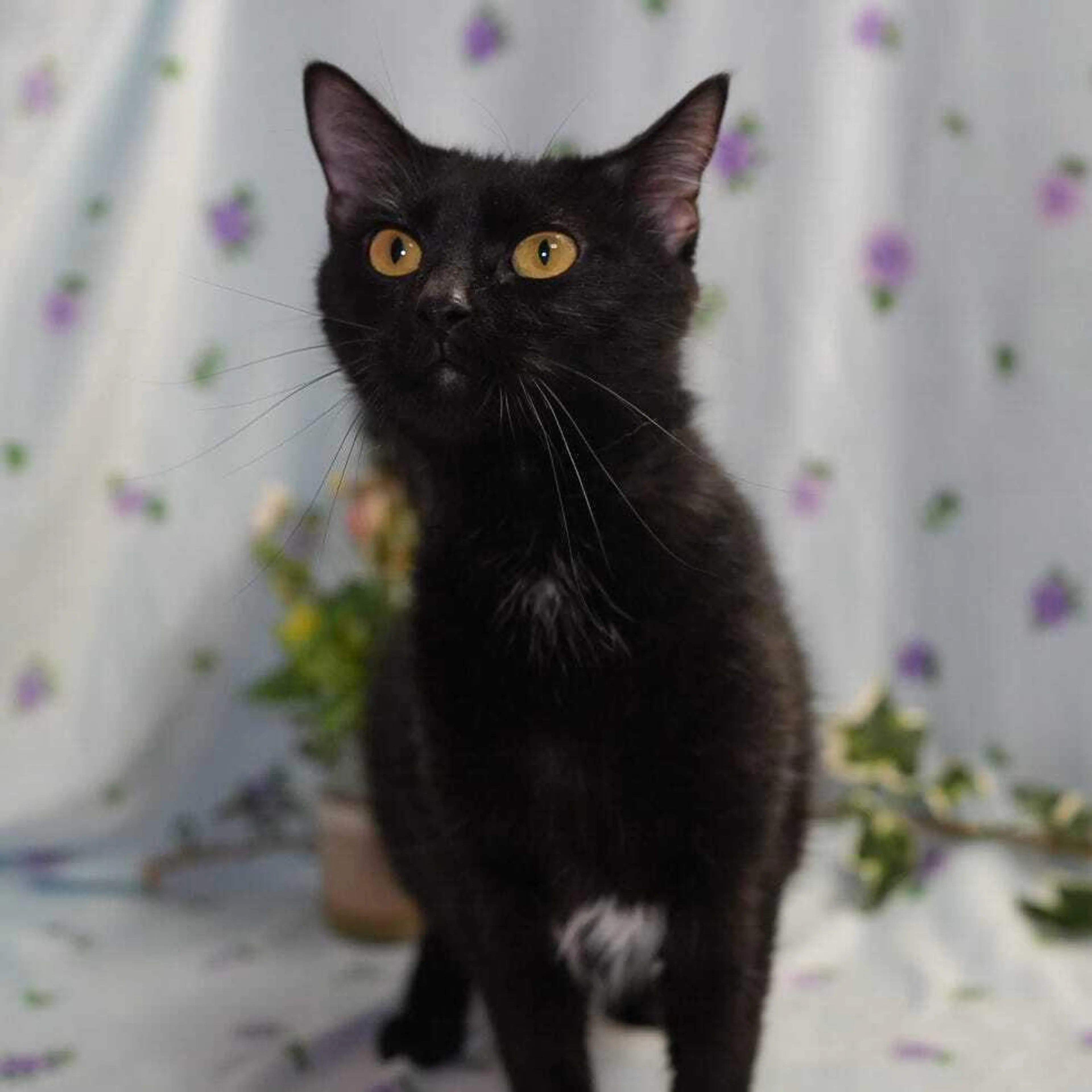 Found pet-2