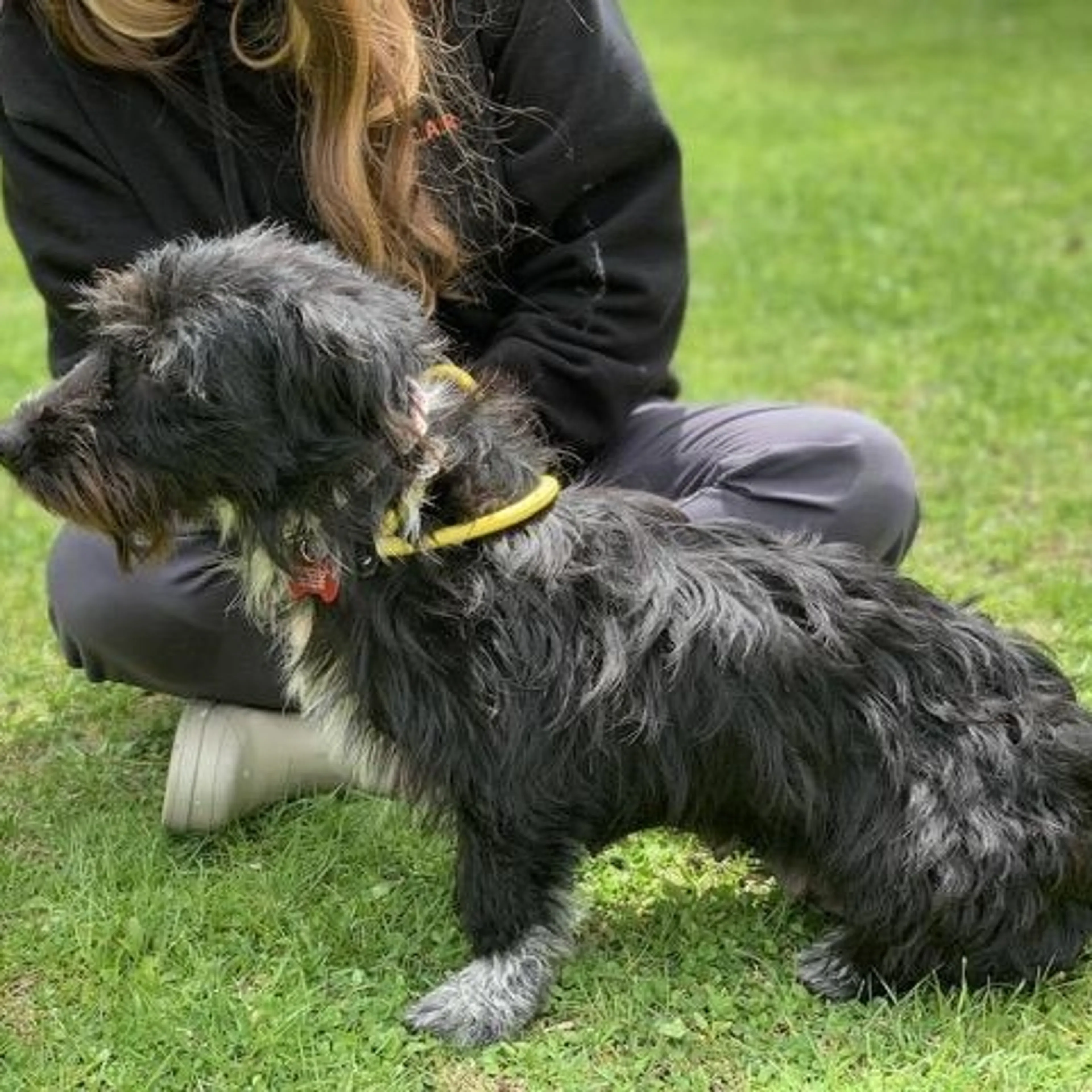 Found pet-5
