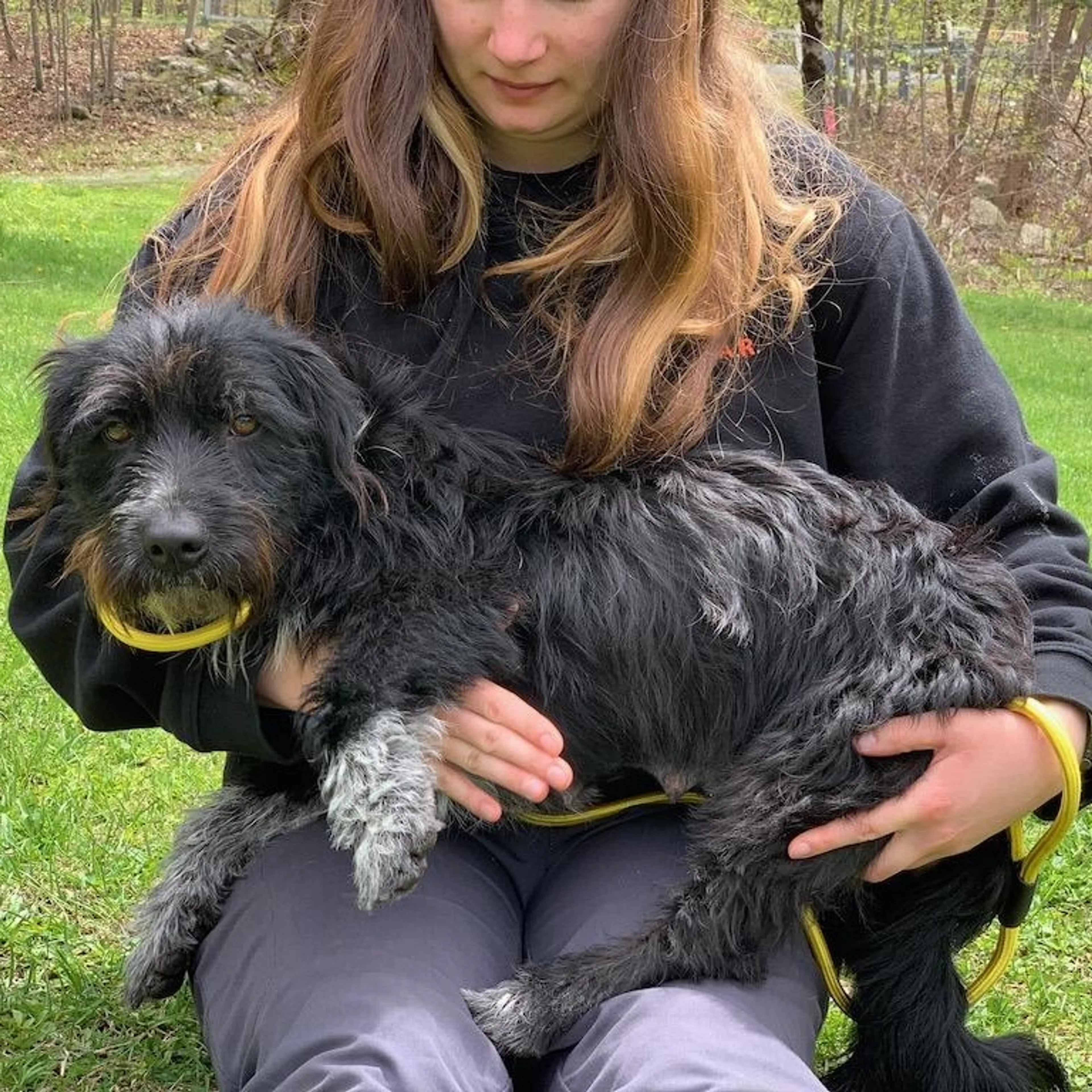 Found pet-3