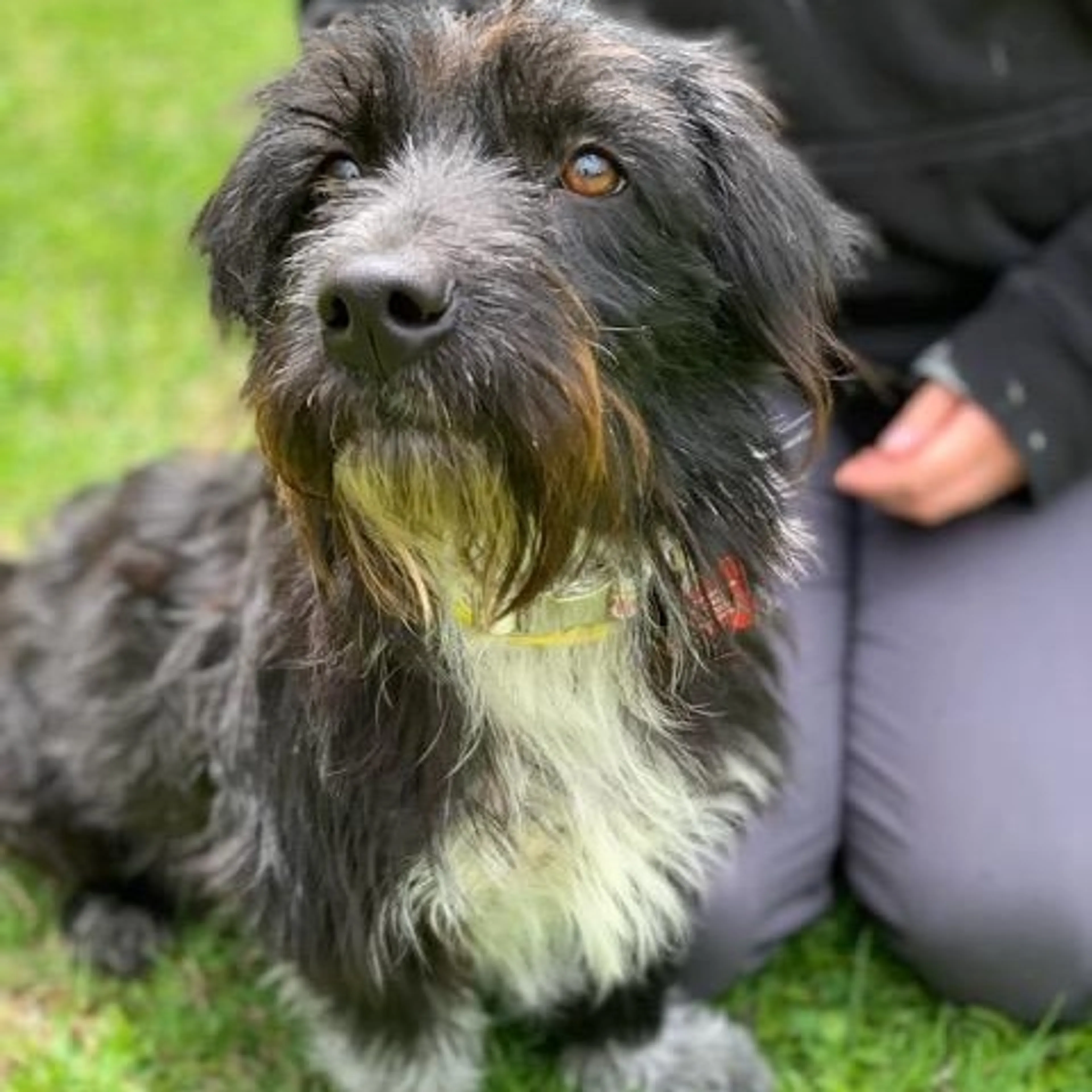 Found pet-4
