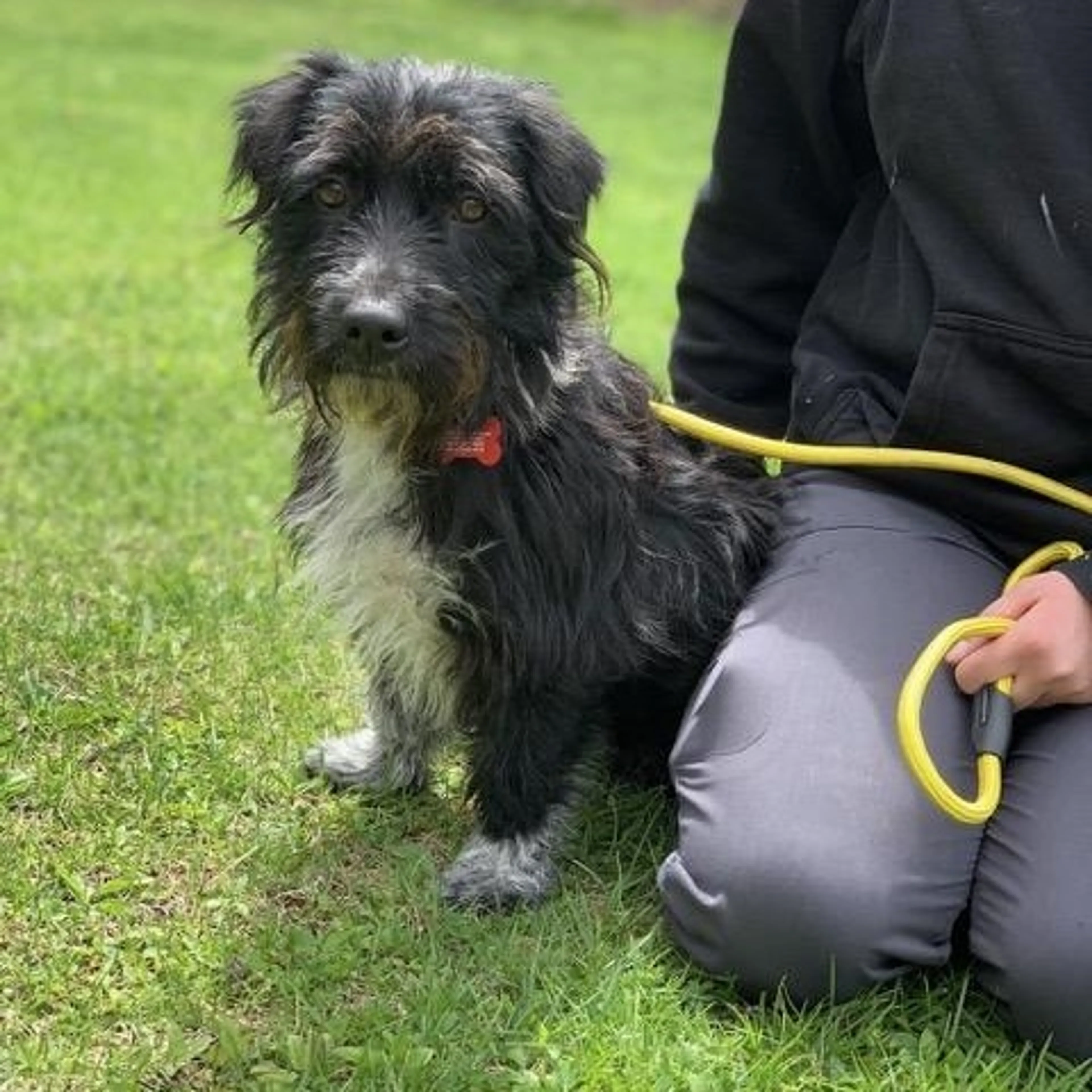 Found pet-2