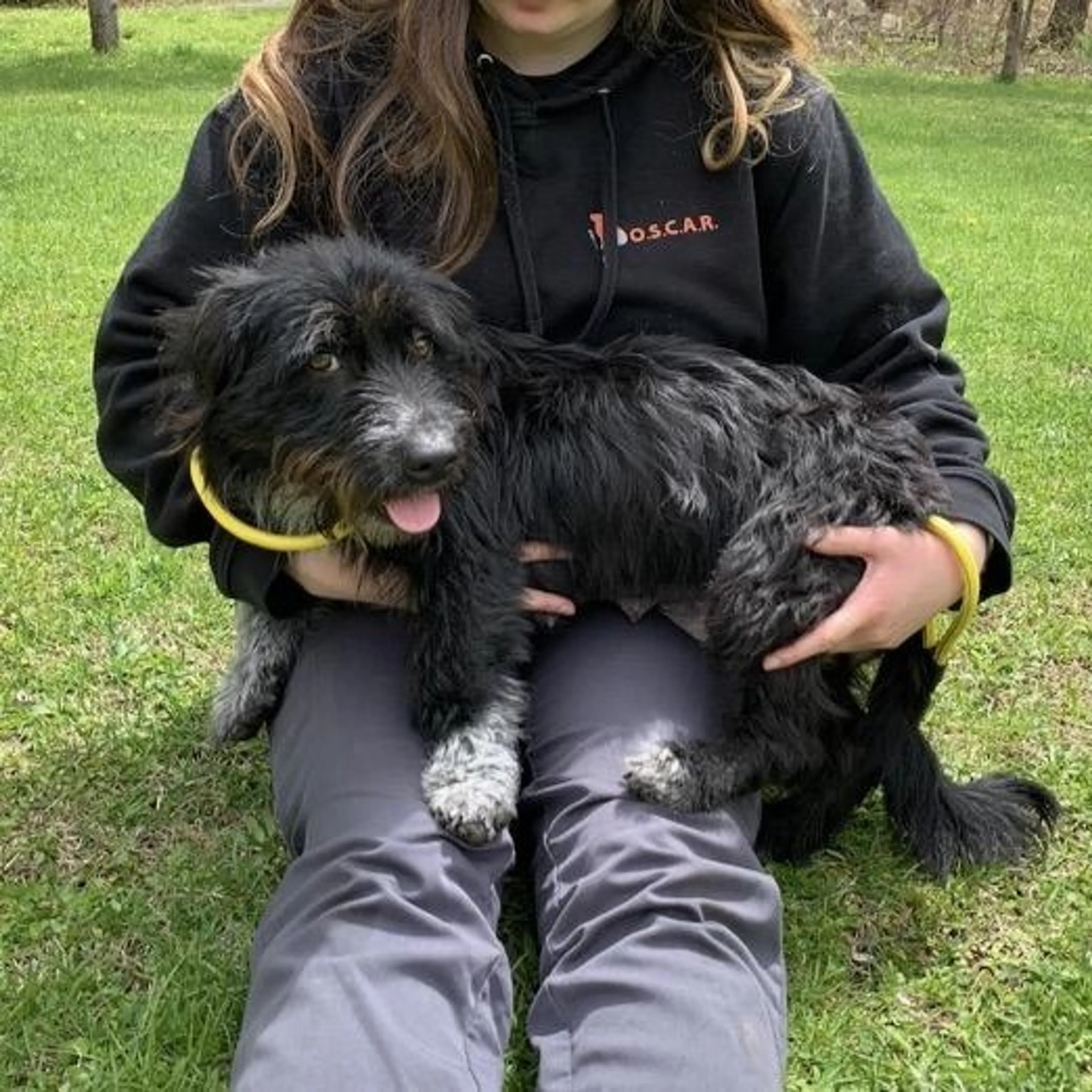 Found pet-1