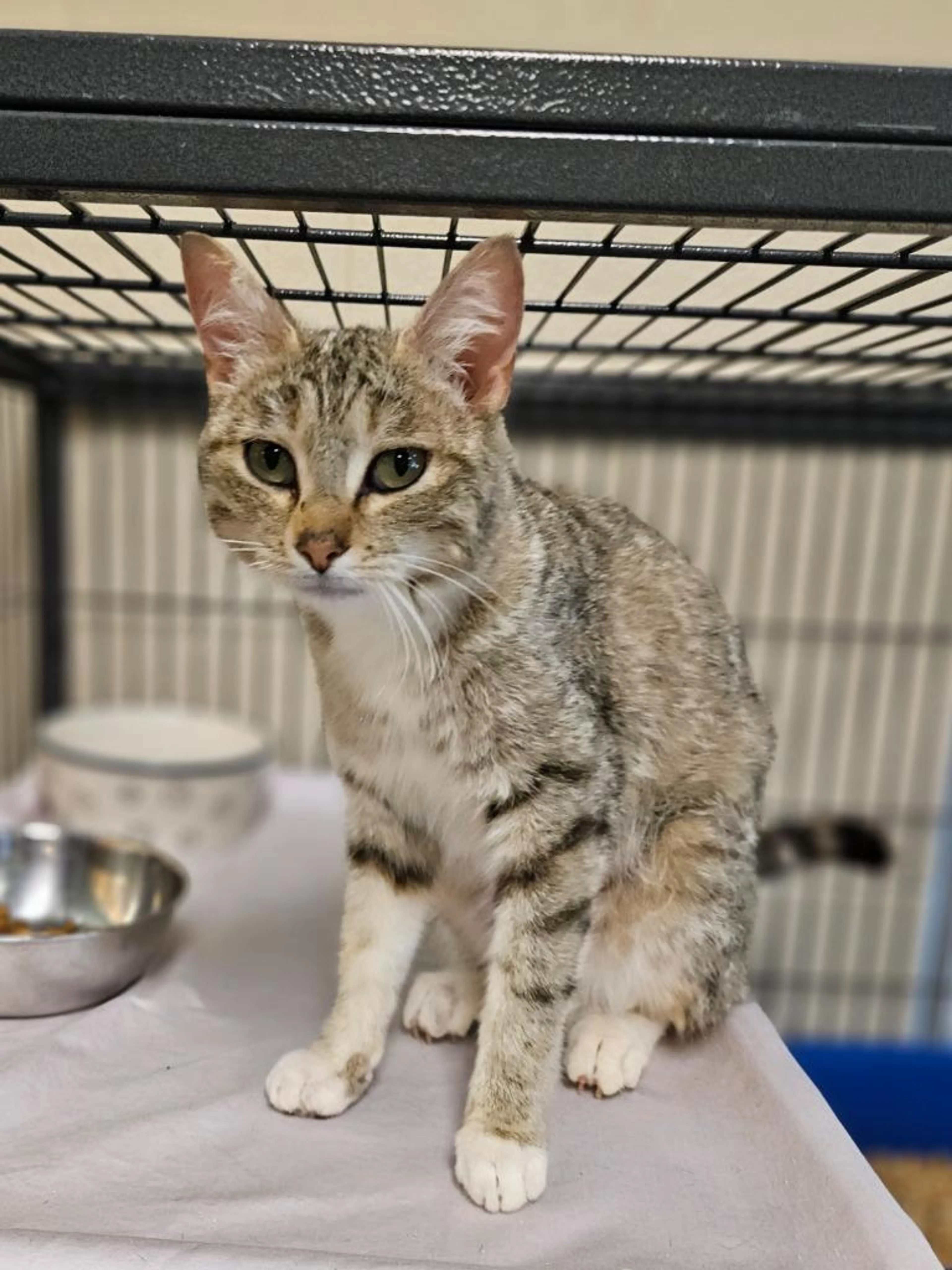Found pet