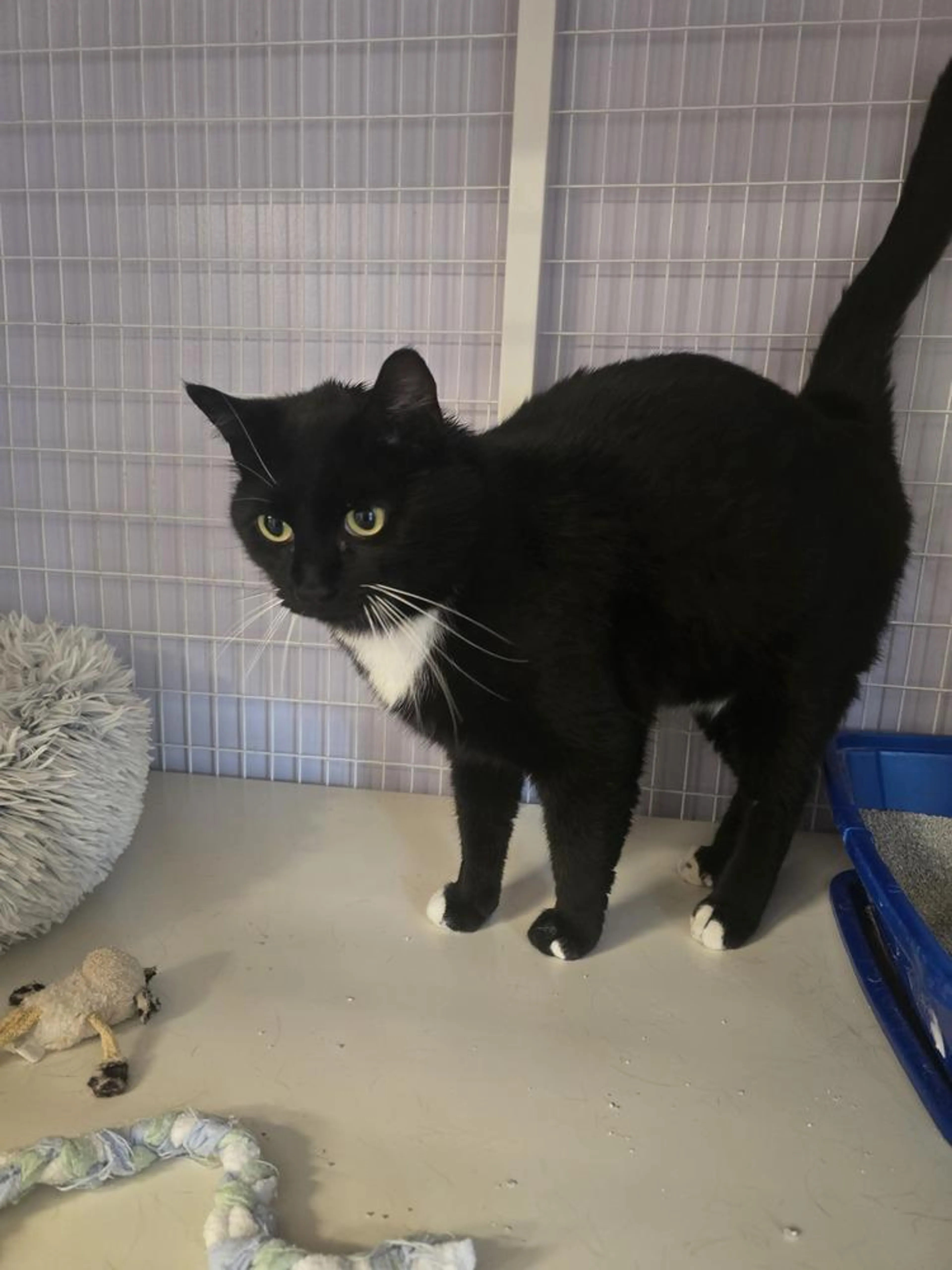 Found pet
