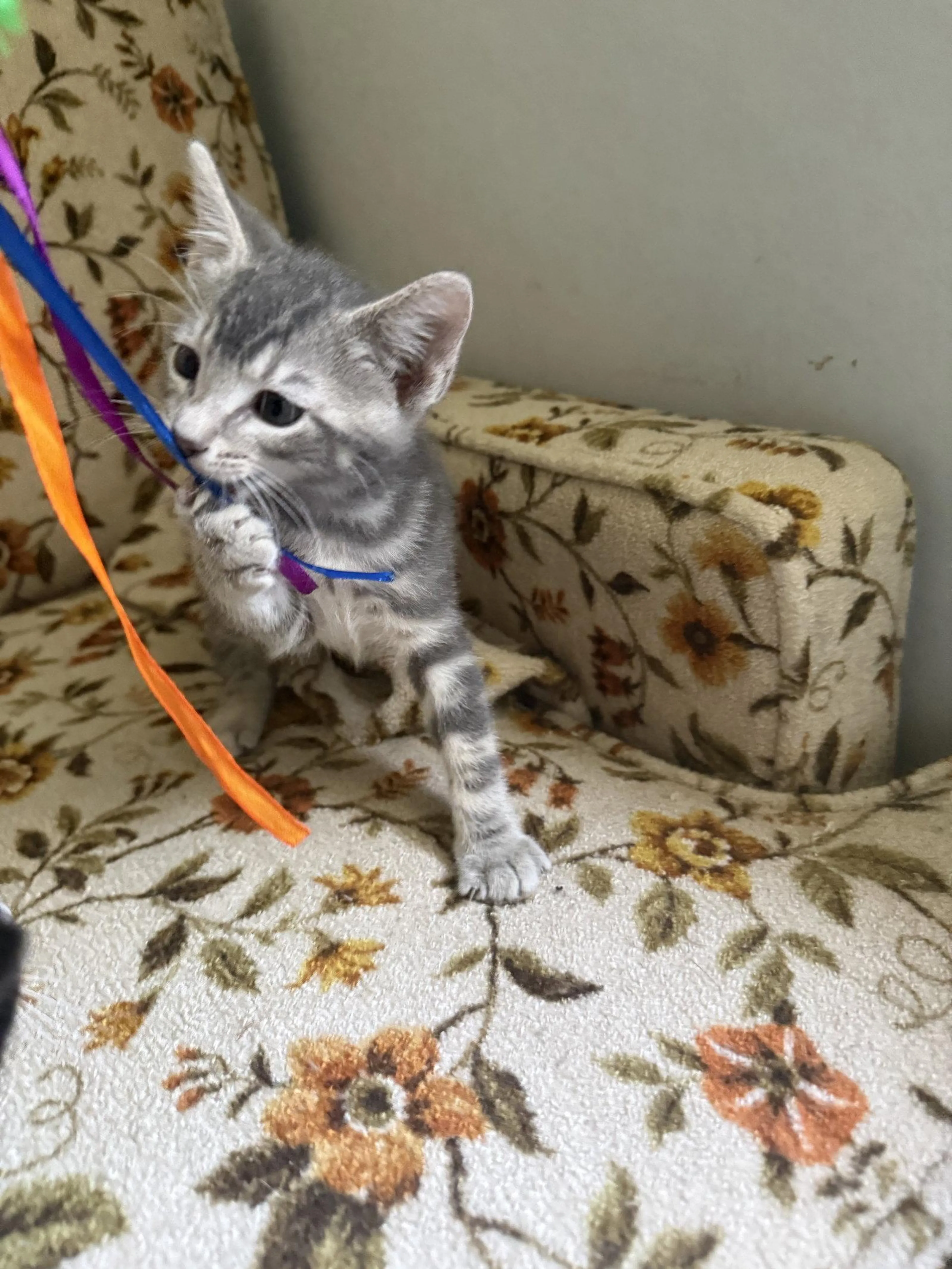 Found pet-1
