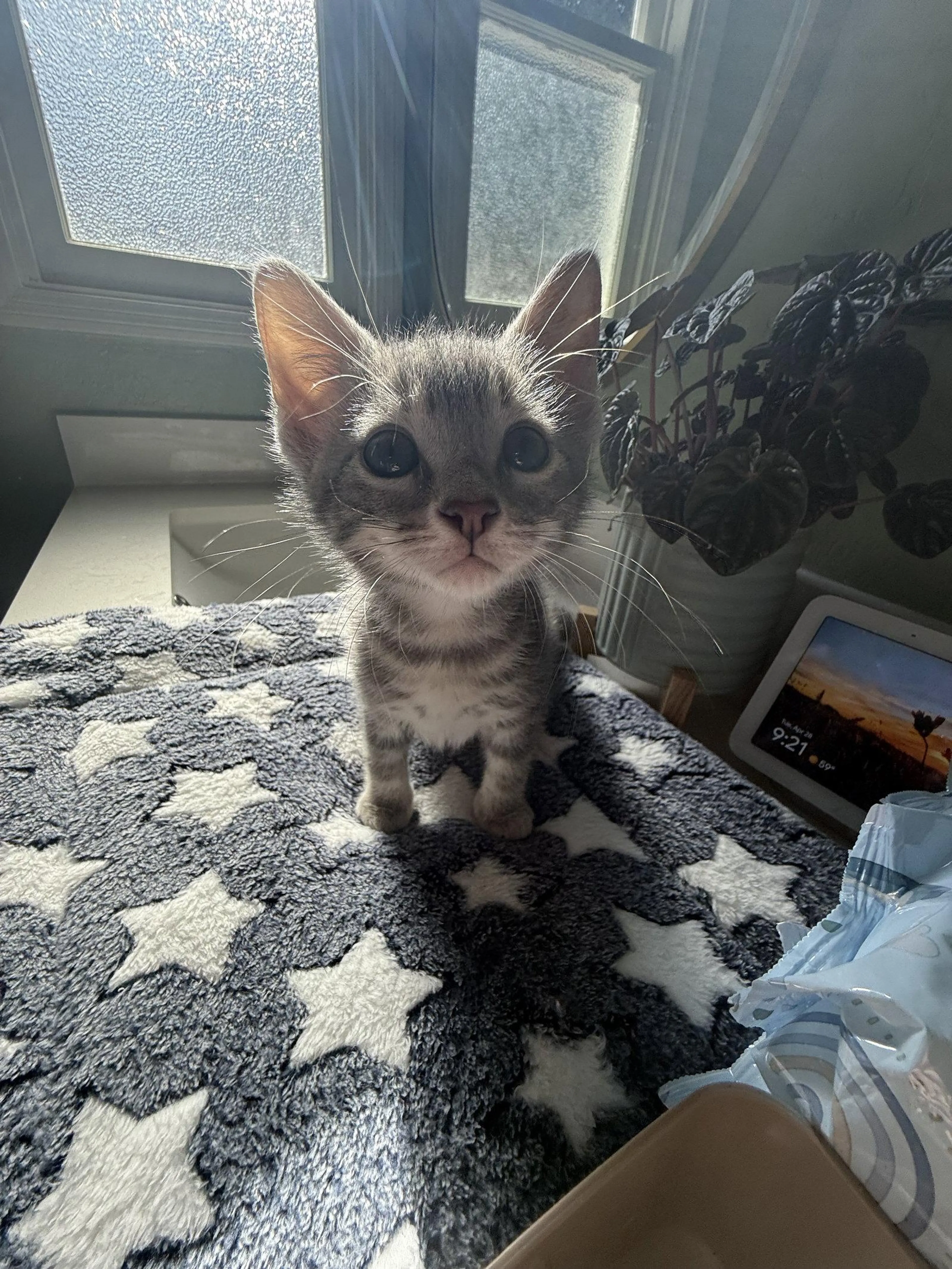 Found pet-0