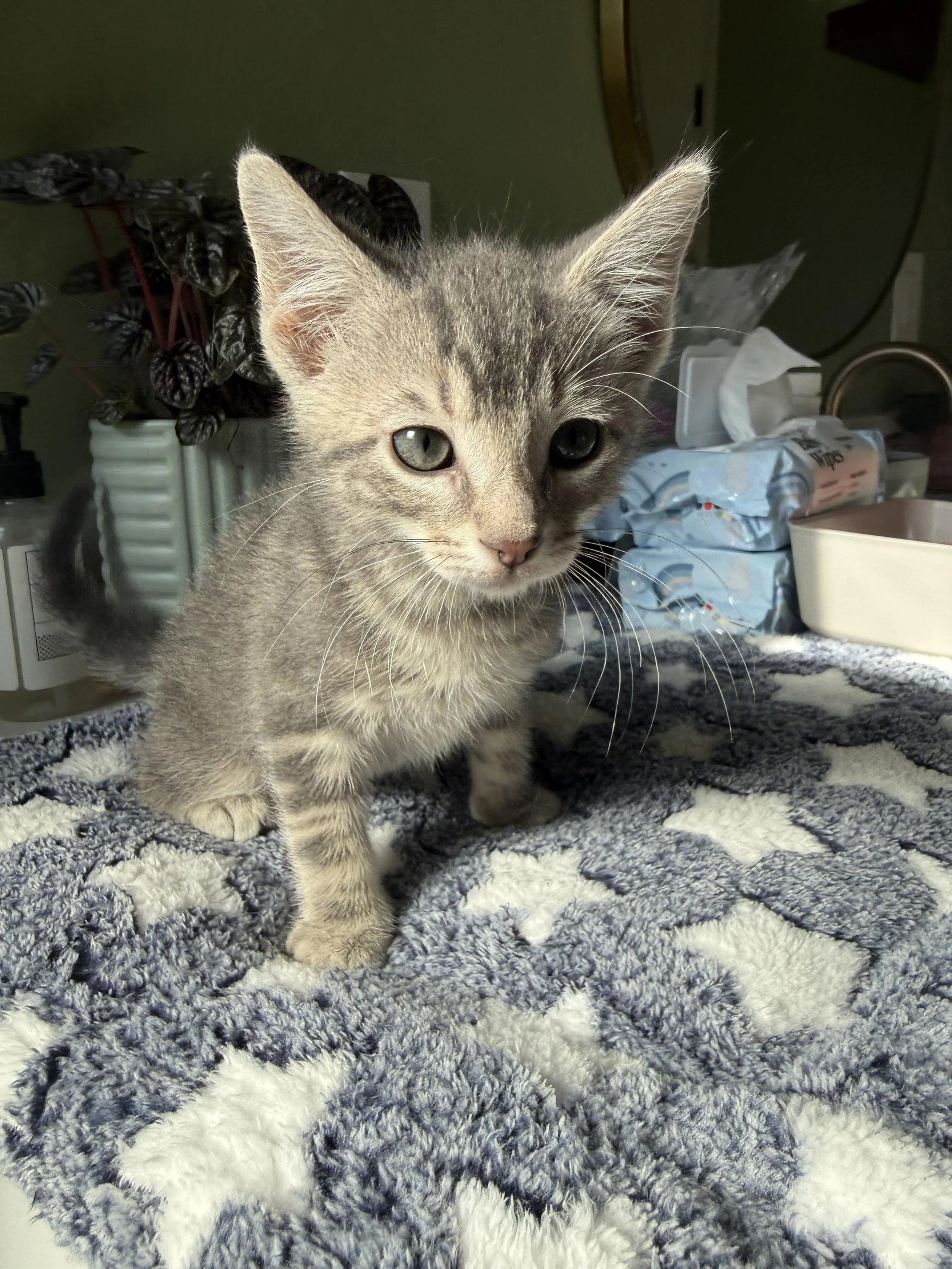 Found pet-2