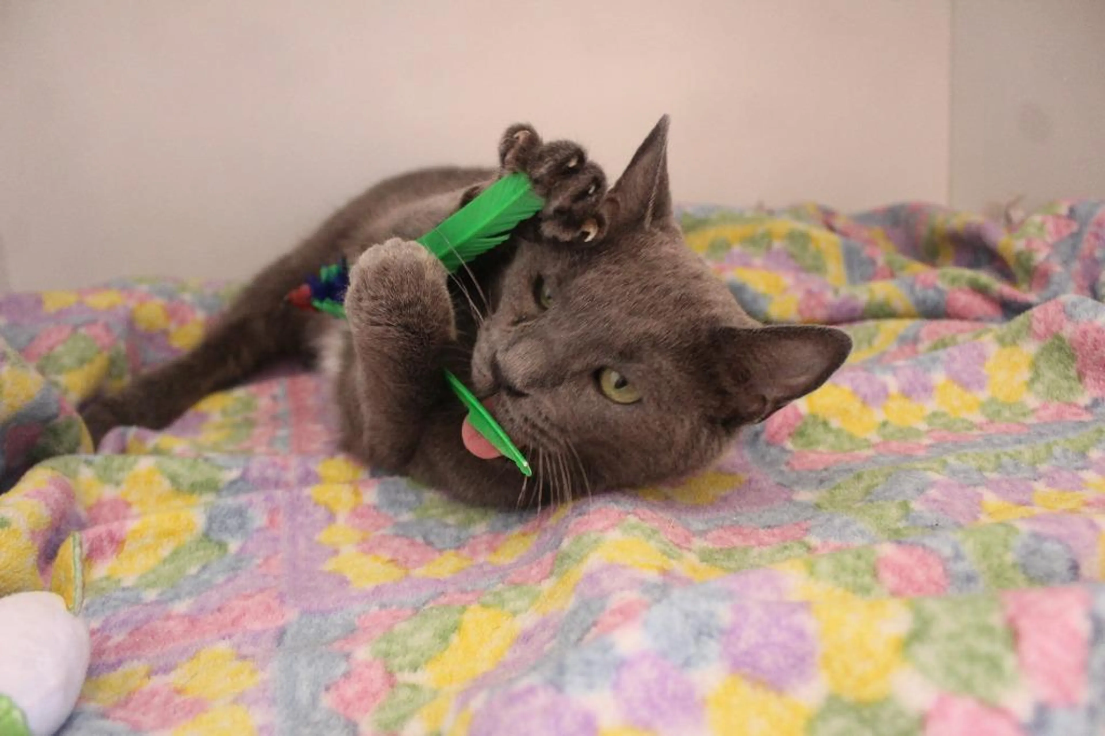 Found pet-1