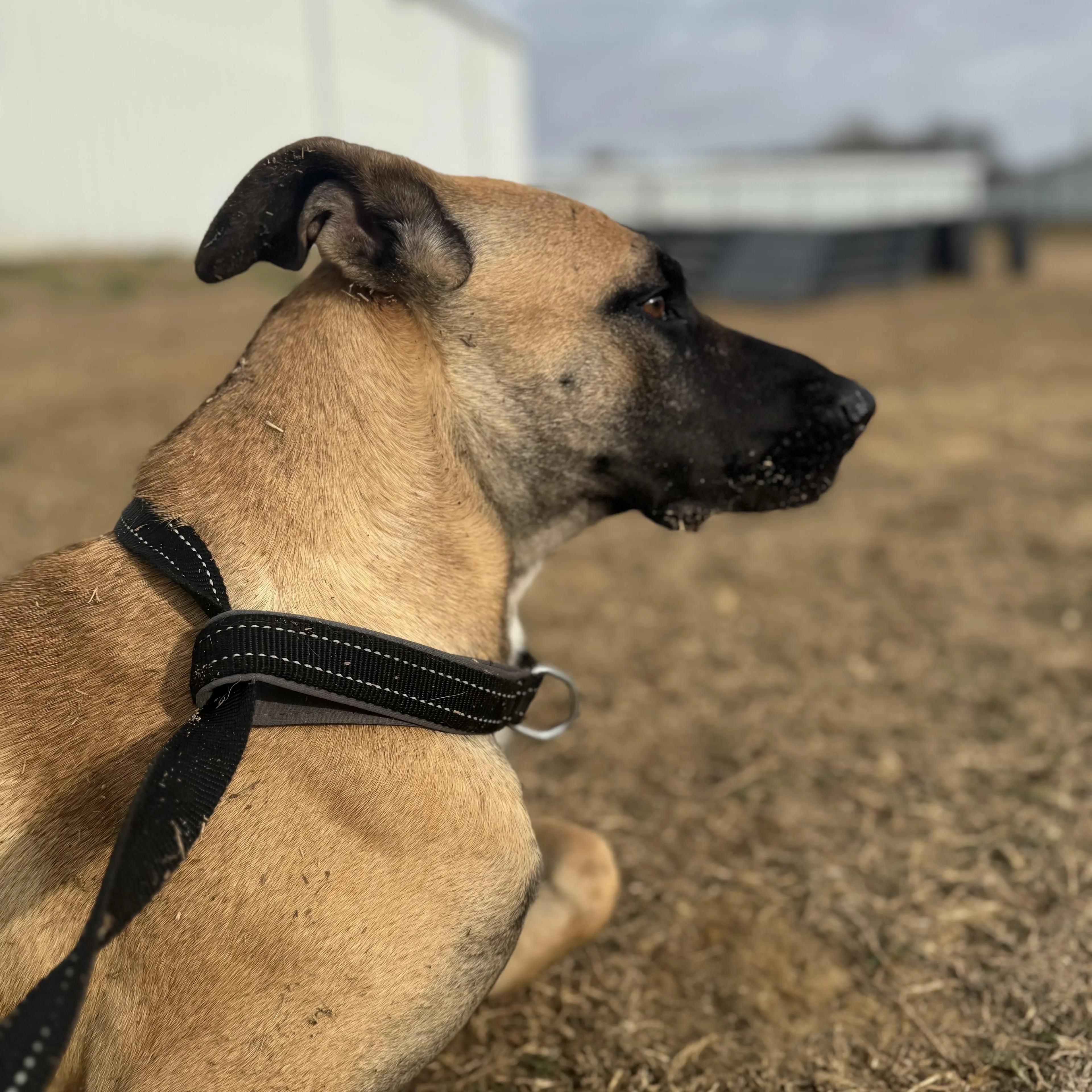 Found pet-4