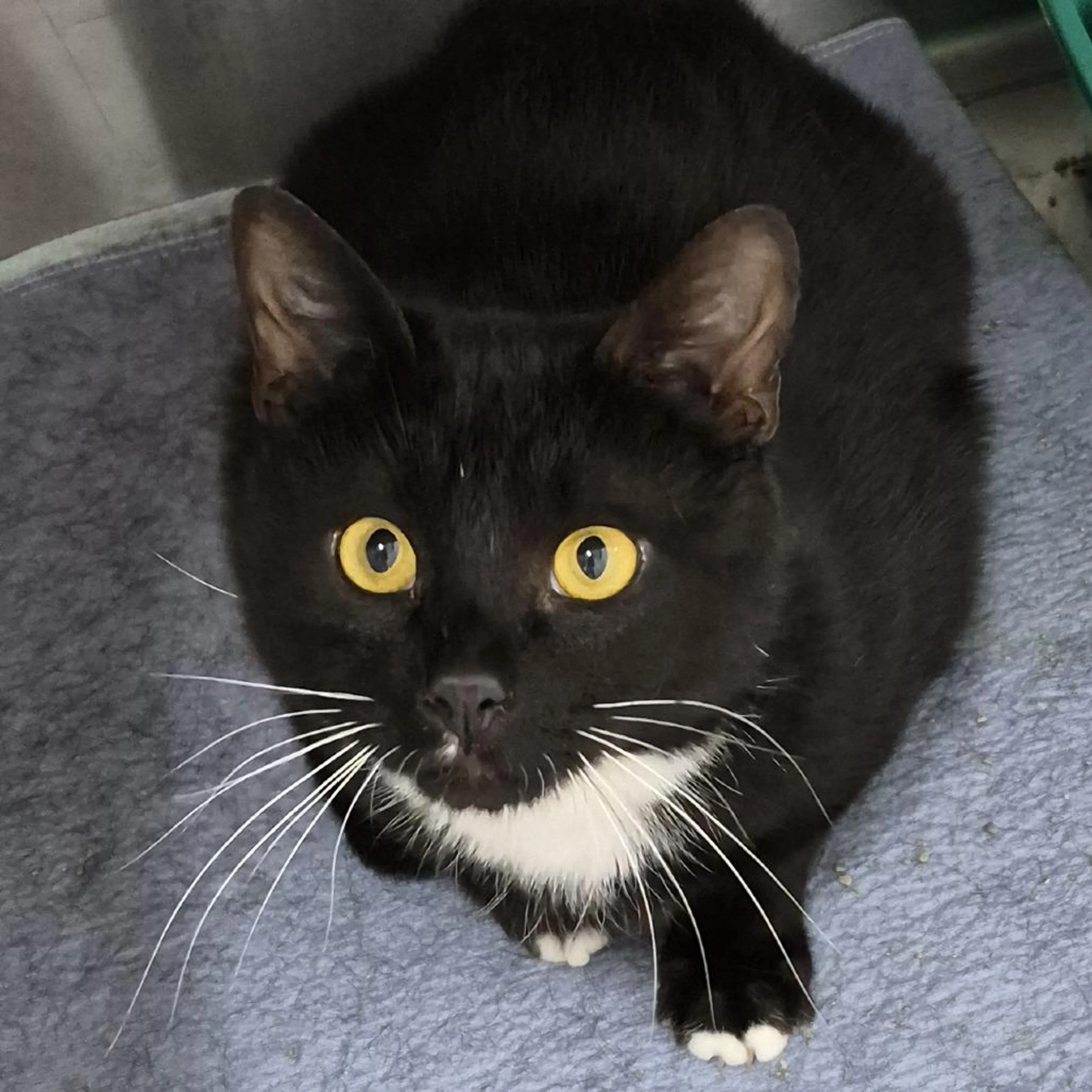 Found pet-1