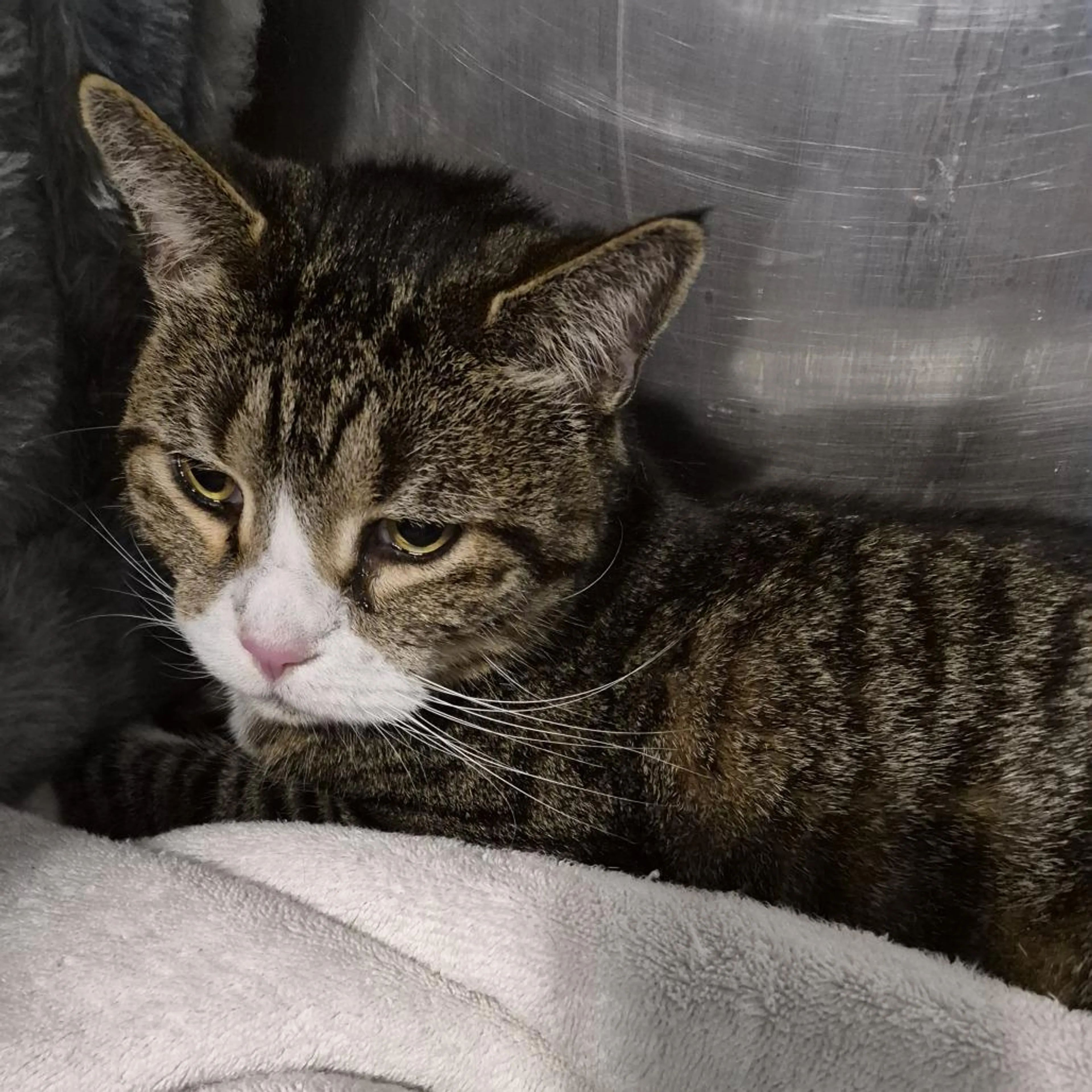 Found pet-3