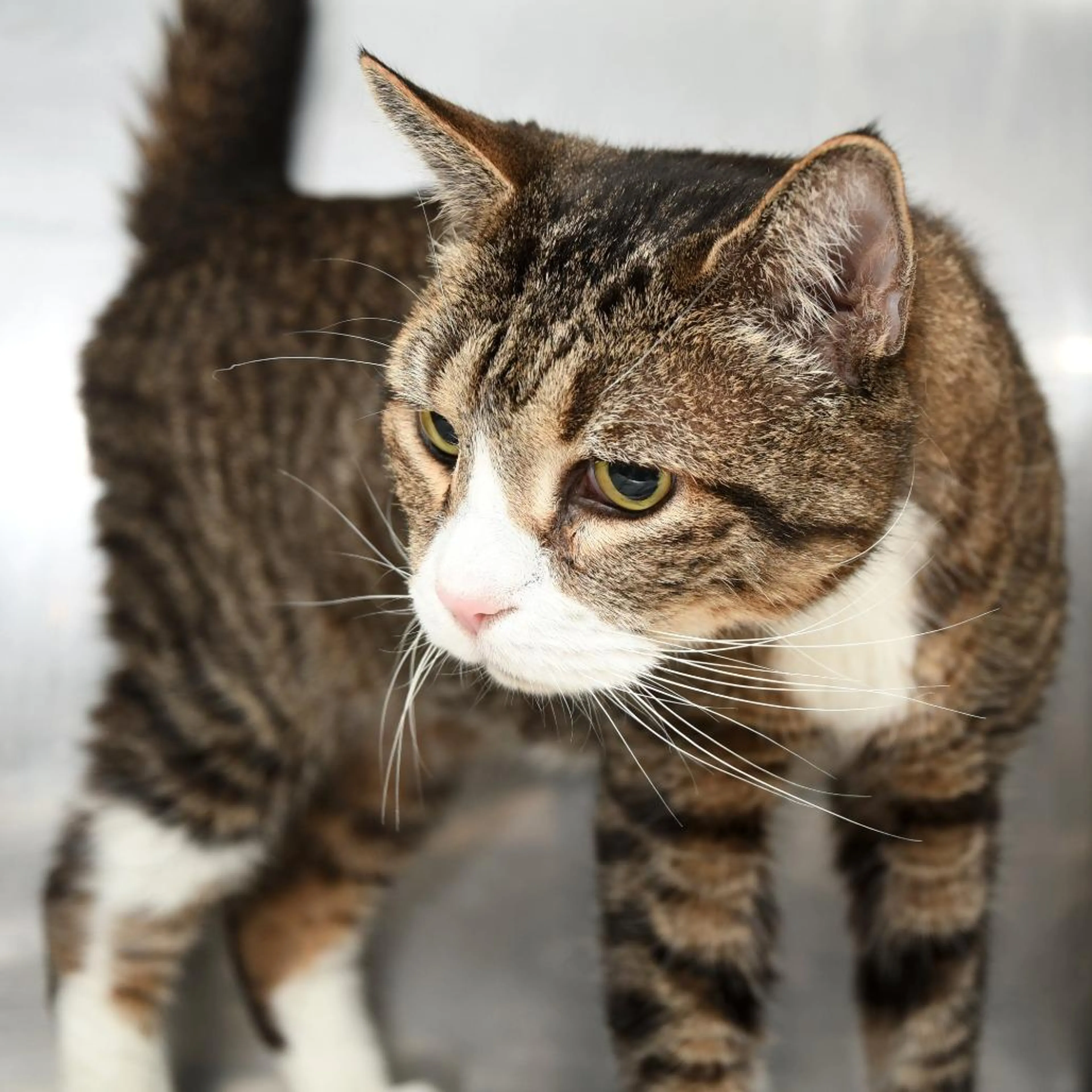 Found pet-4