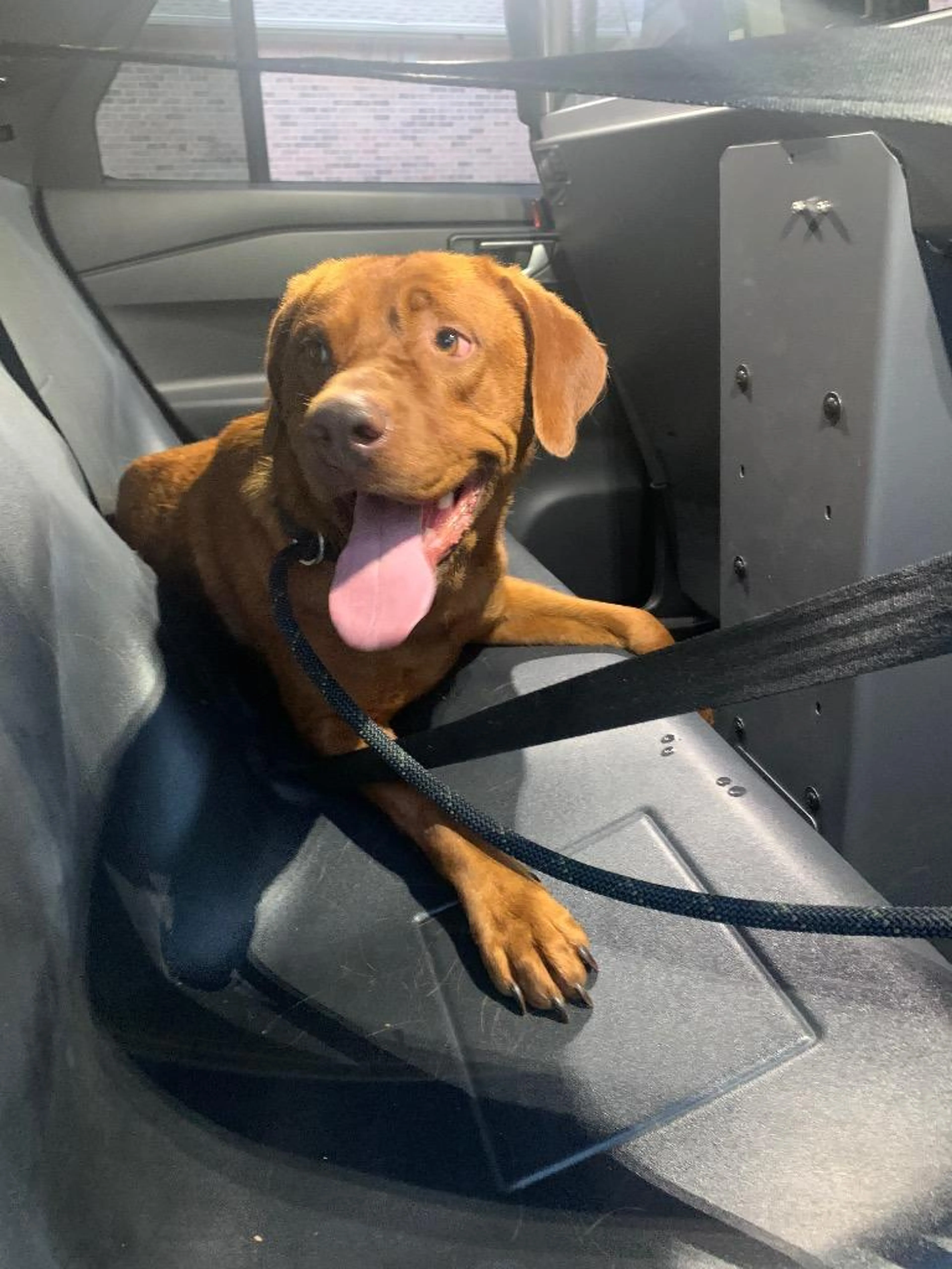Found pet