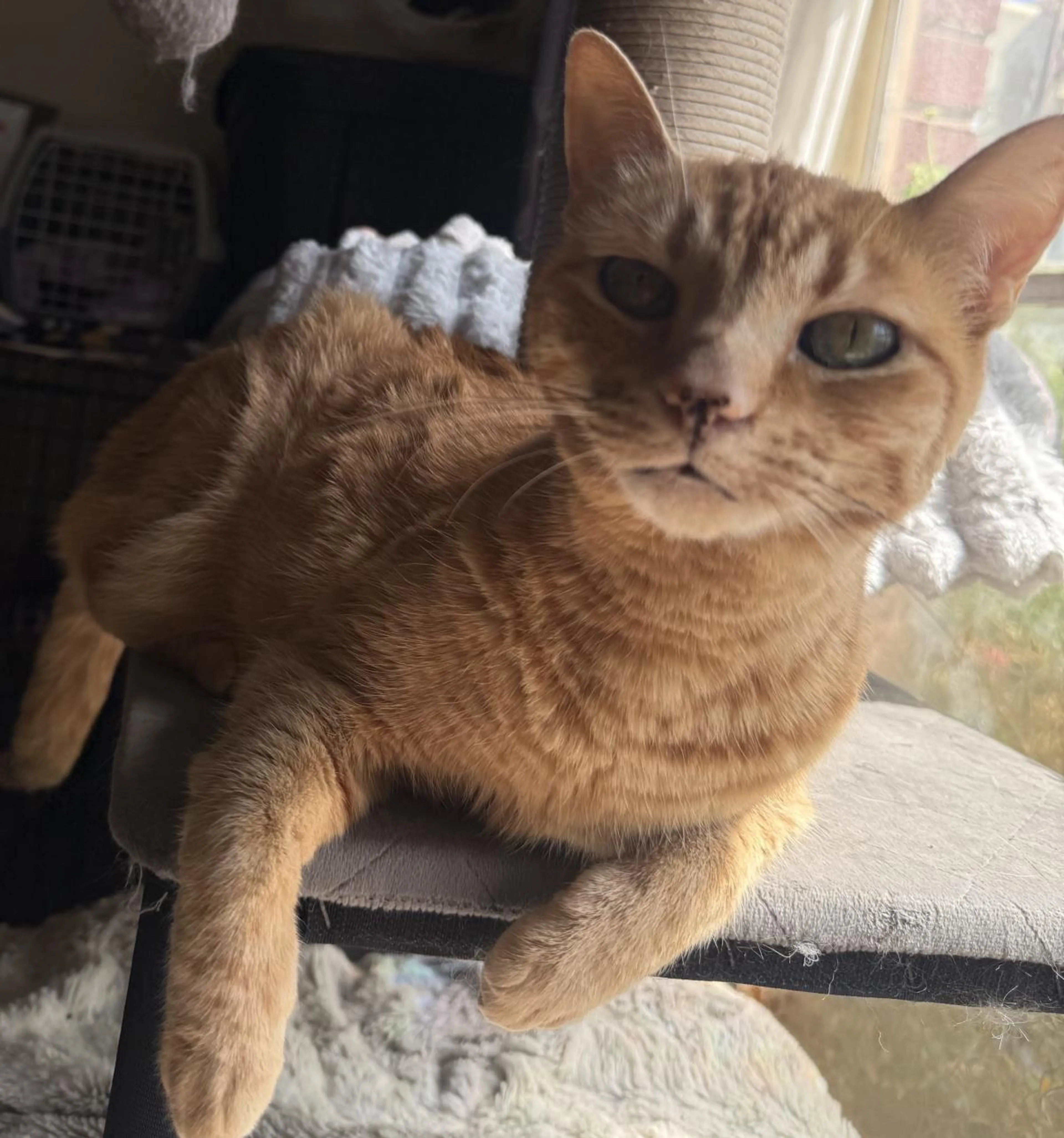 Found pet-2