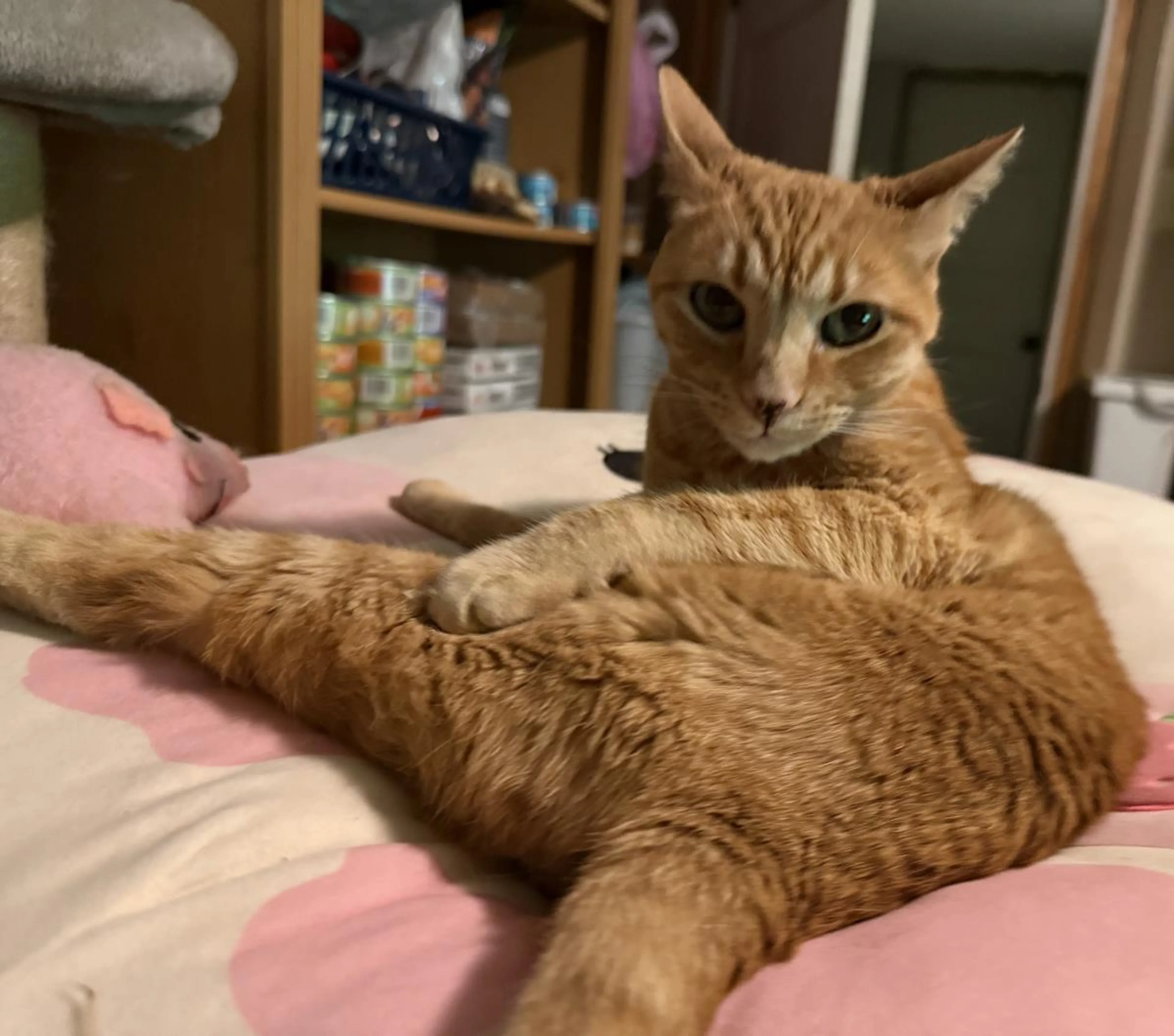 Found pet-1