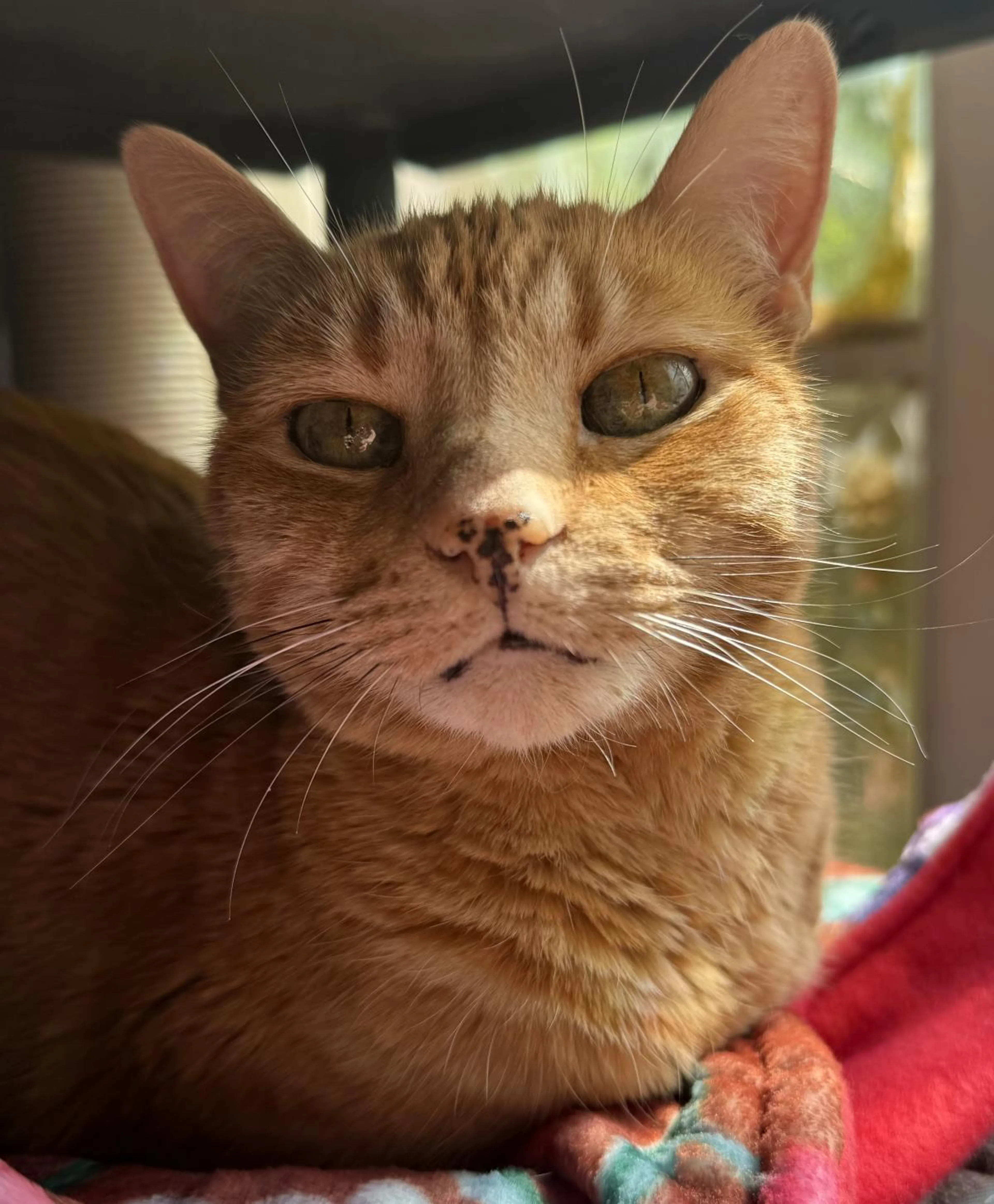 Found pet-0